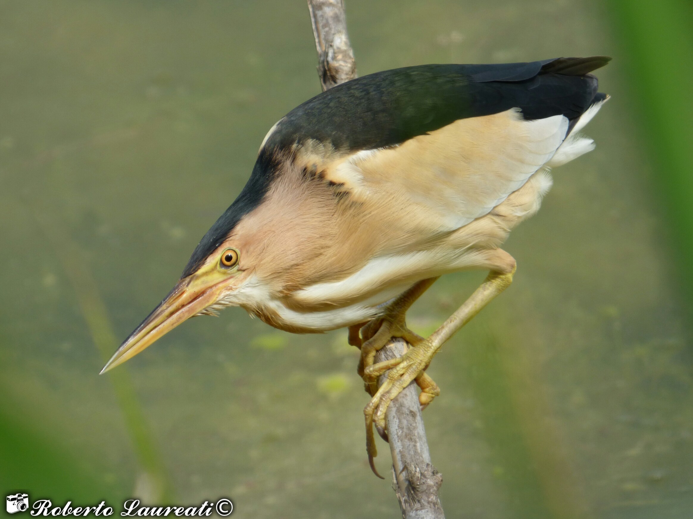 Common Tarabusino (Ixobrychus minutus)