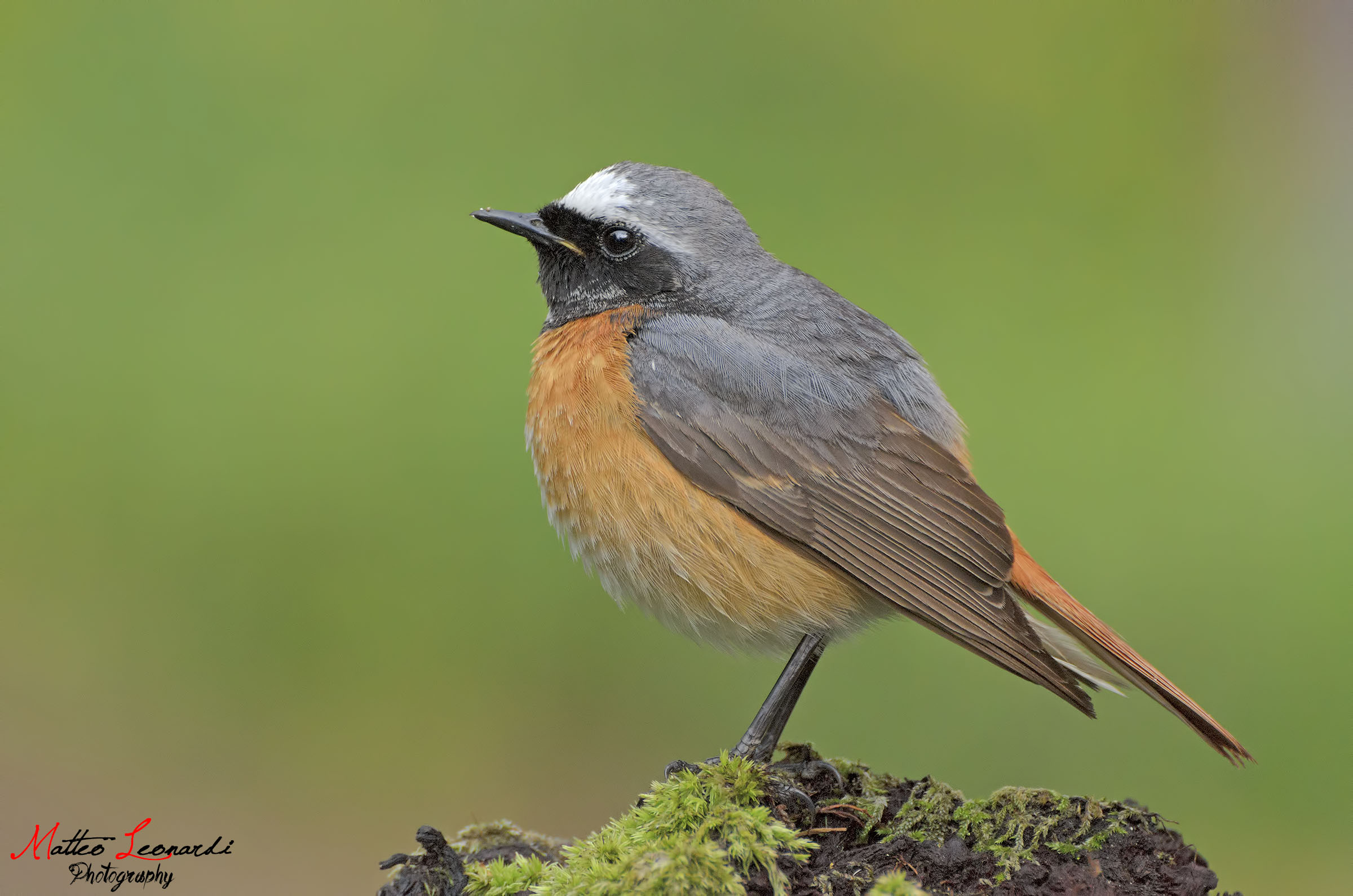 Codirosso Comune Maschio - Alpi Apuane