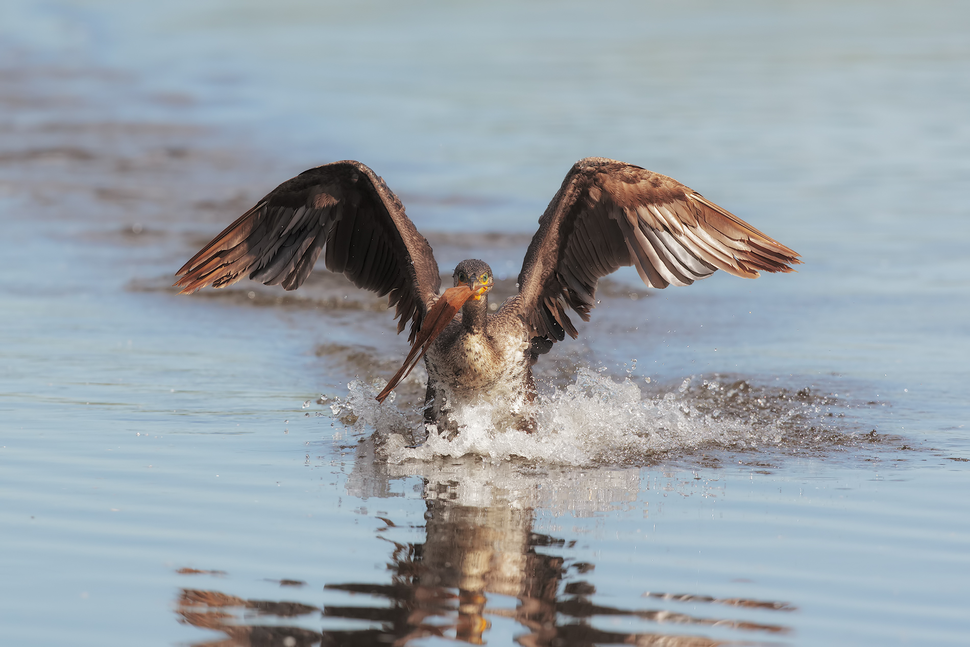 sembrava una preda....ma niente...