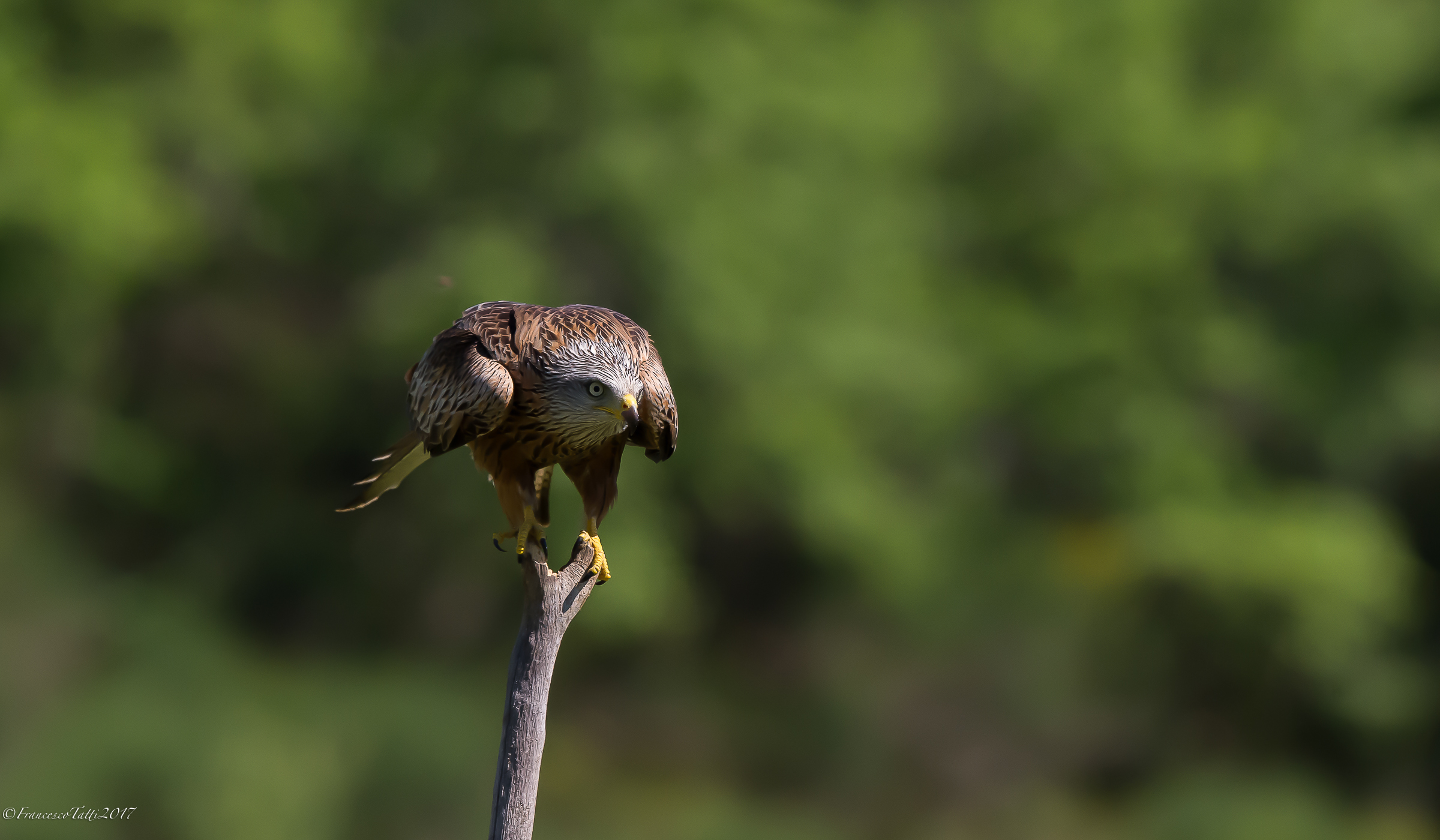 Lo sguardo del Nibbio Reale