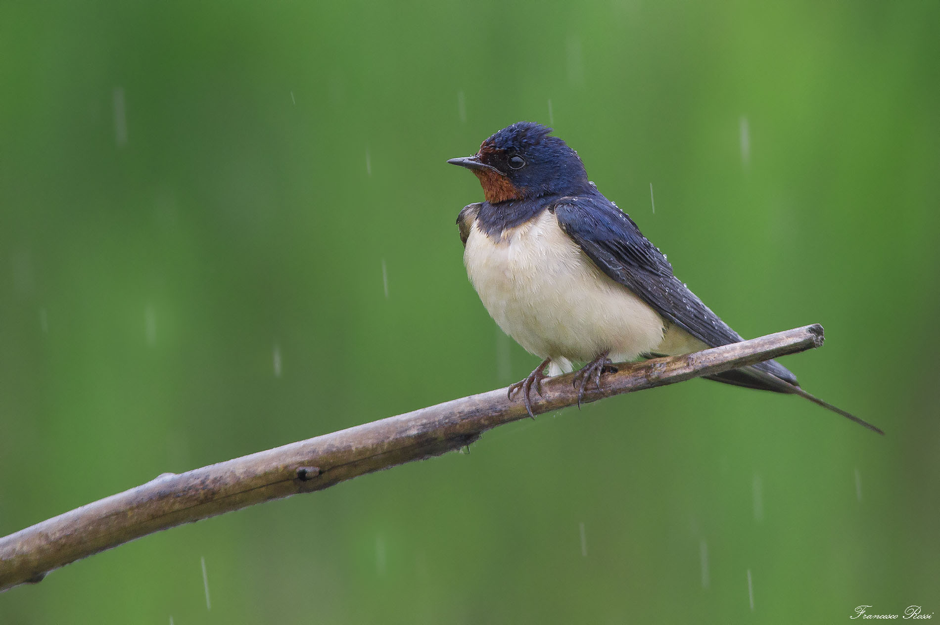 Rondine under the rain