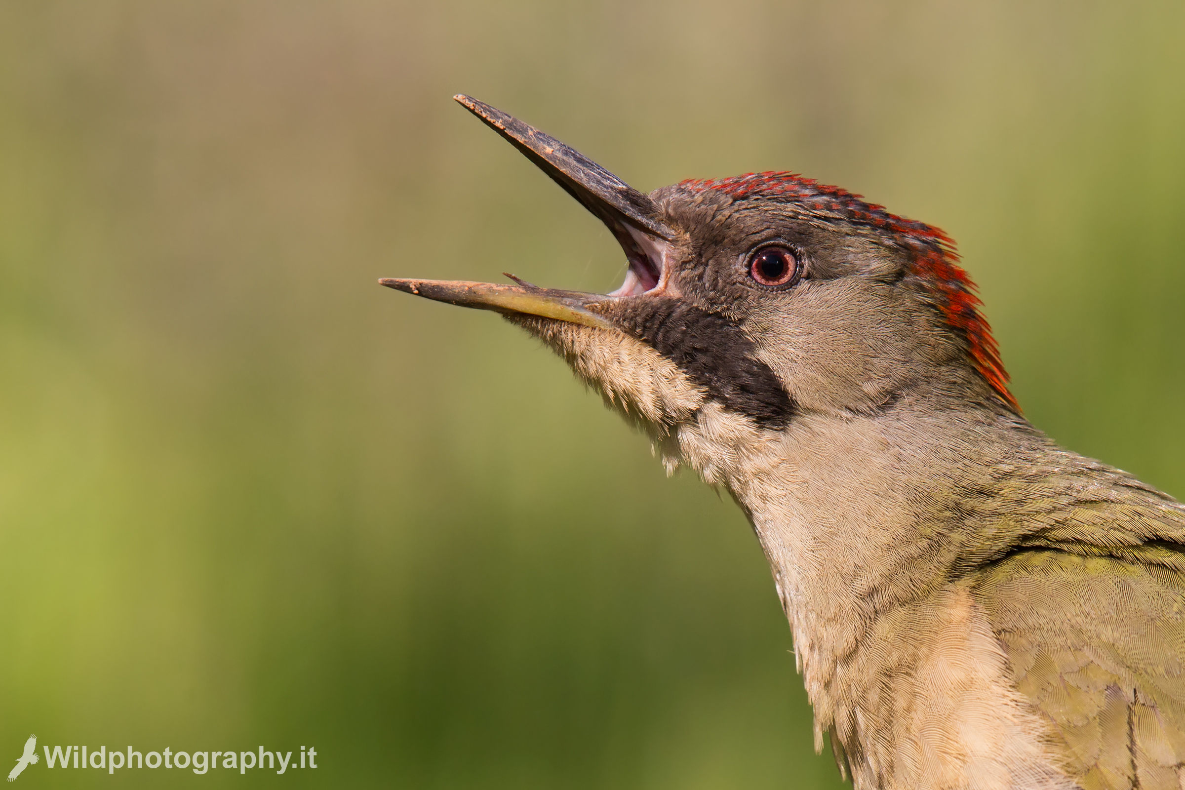 Green woodpecker - Close up