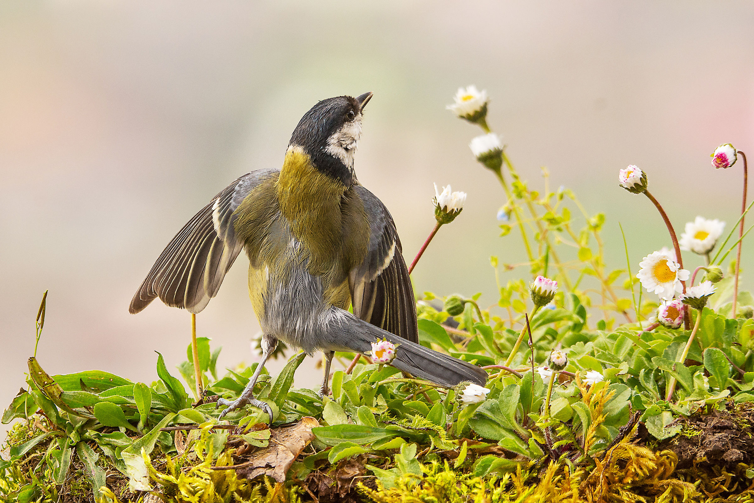 Dances among the flowers