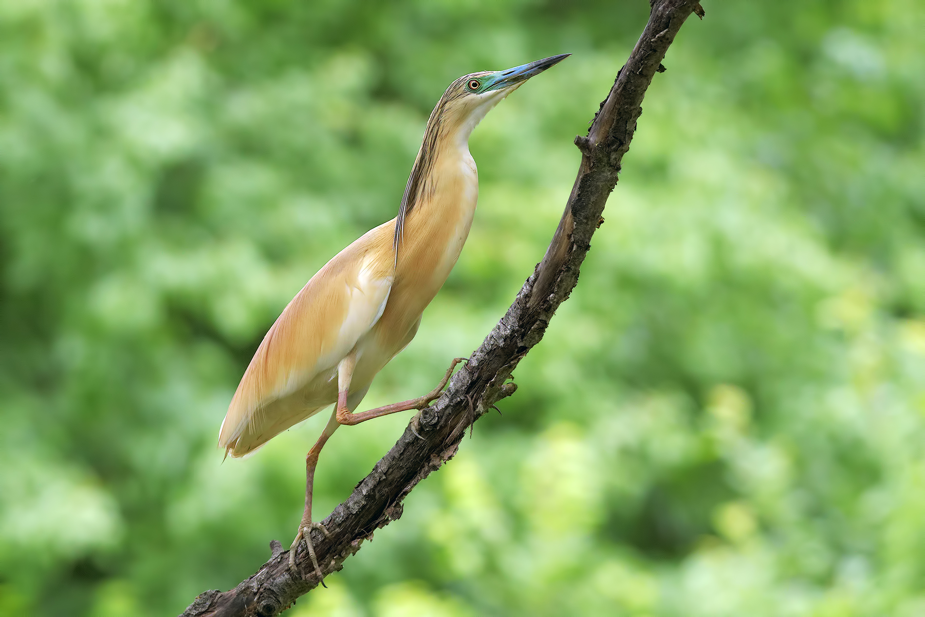 Sgarza From the Ciuffo