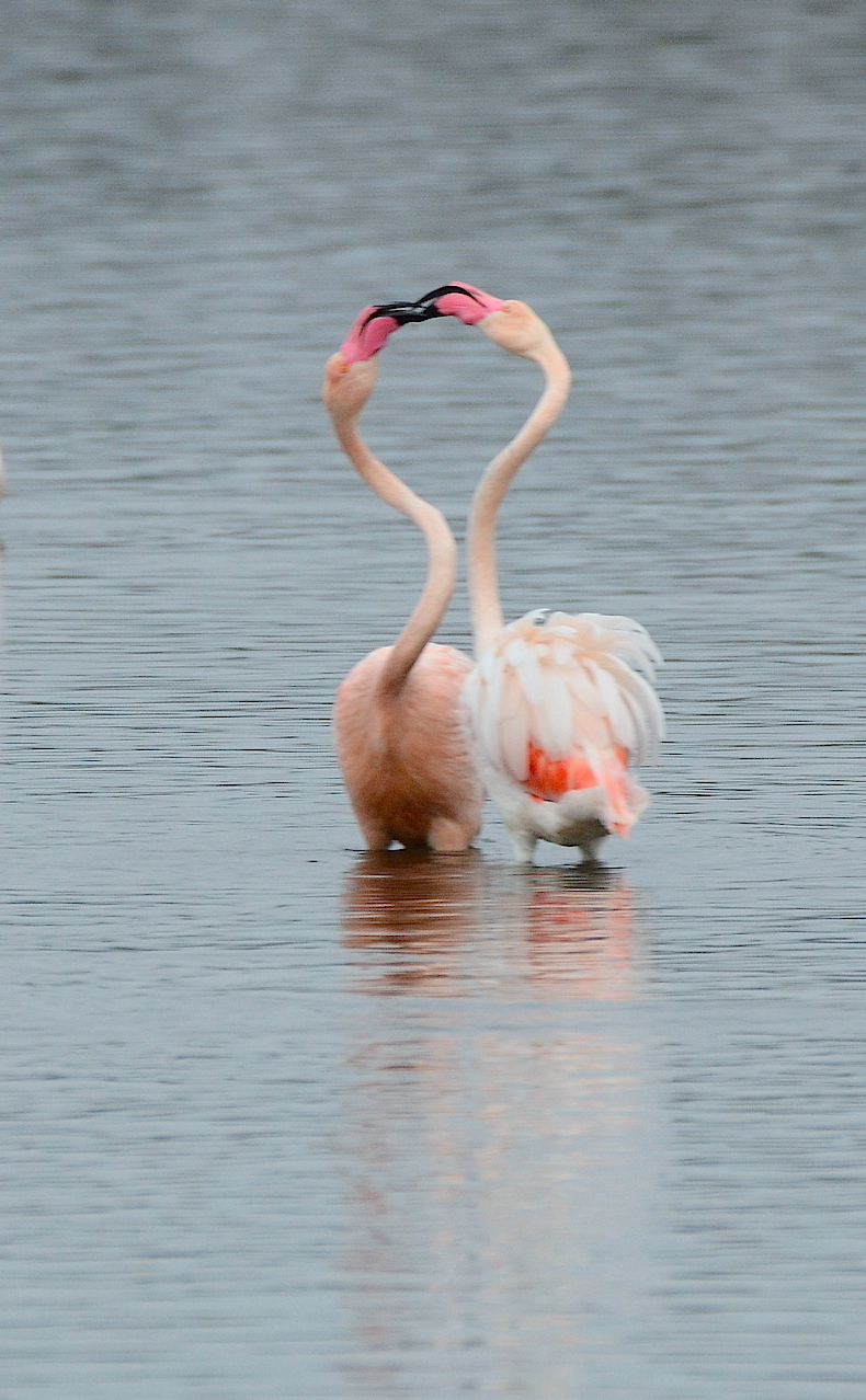 Fenicotteri " Il bacio "