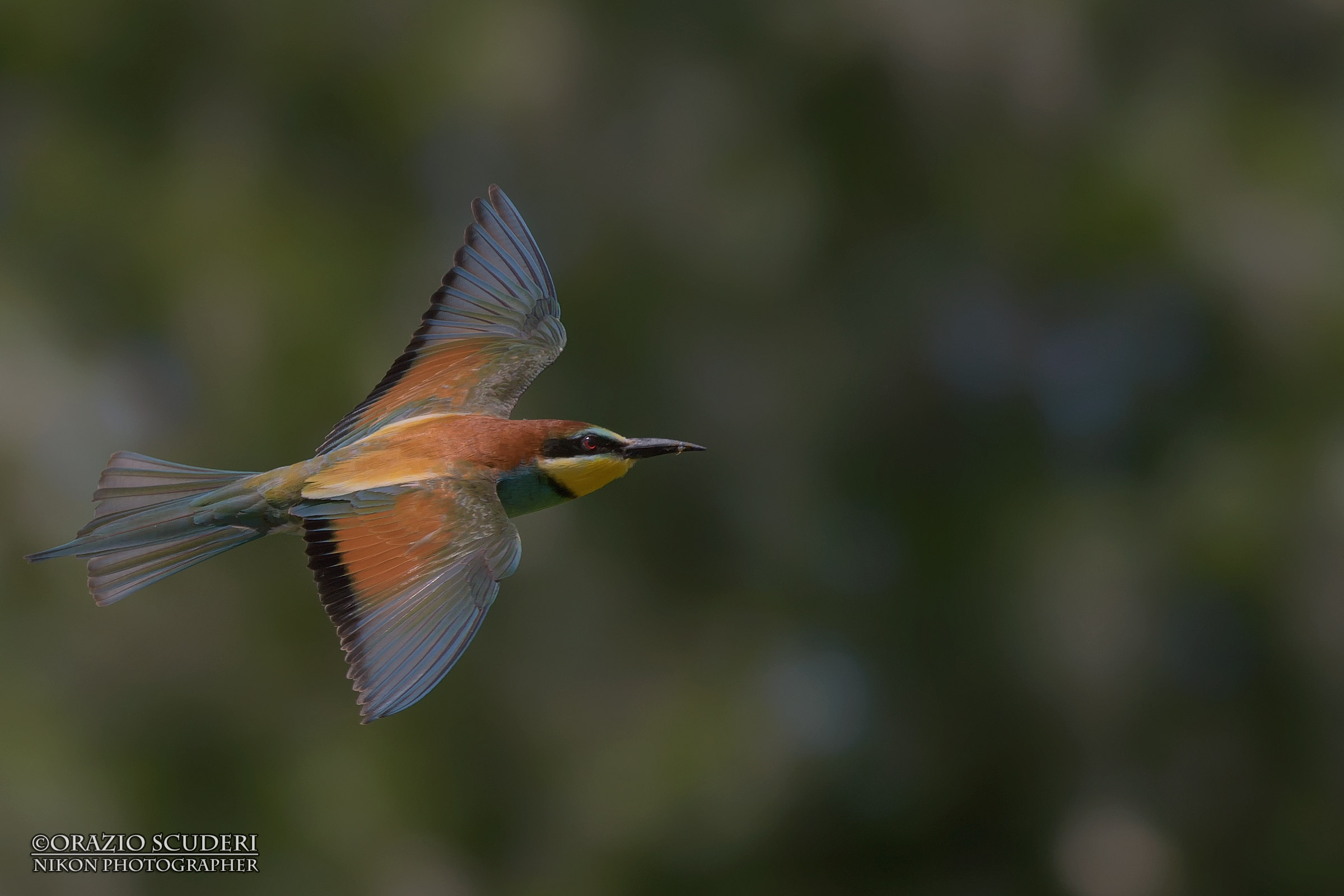 Merops apiaster