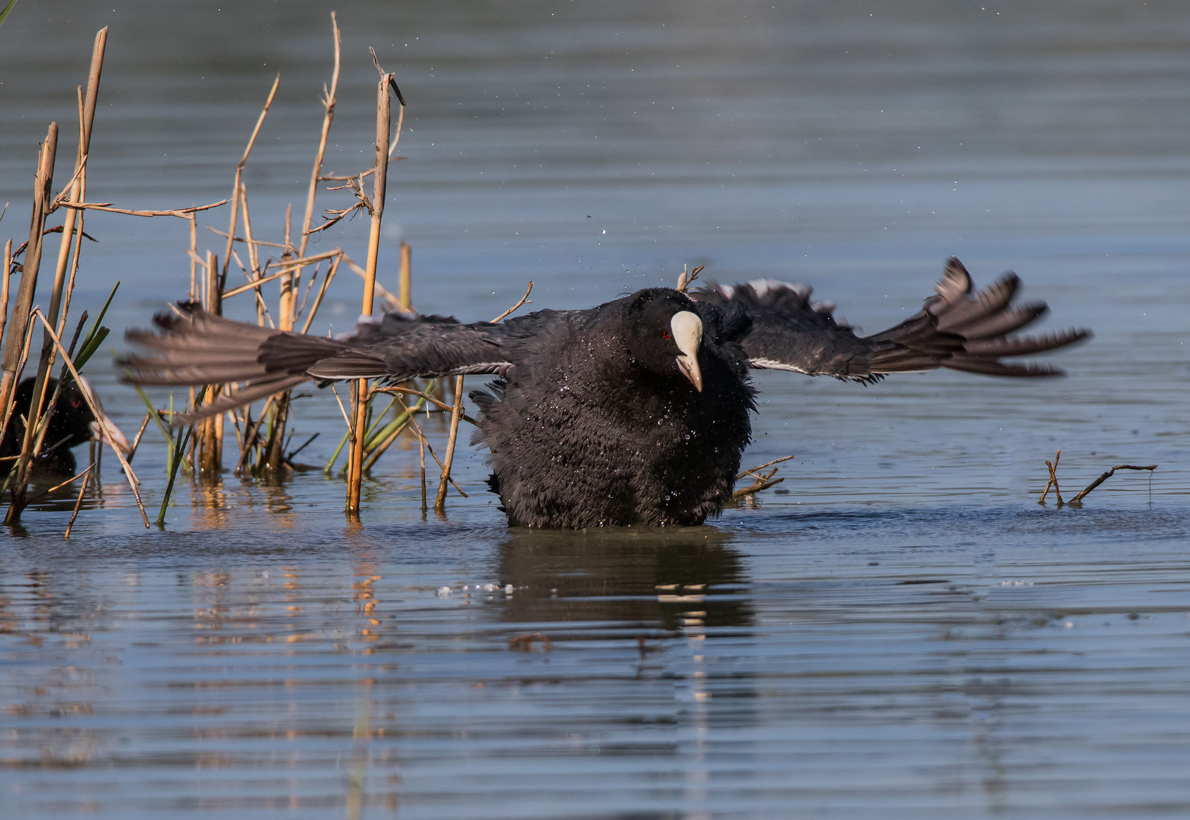 A Folaga at the attack