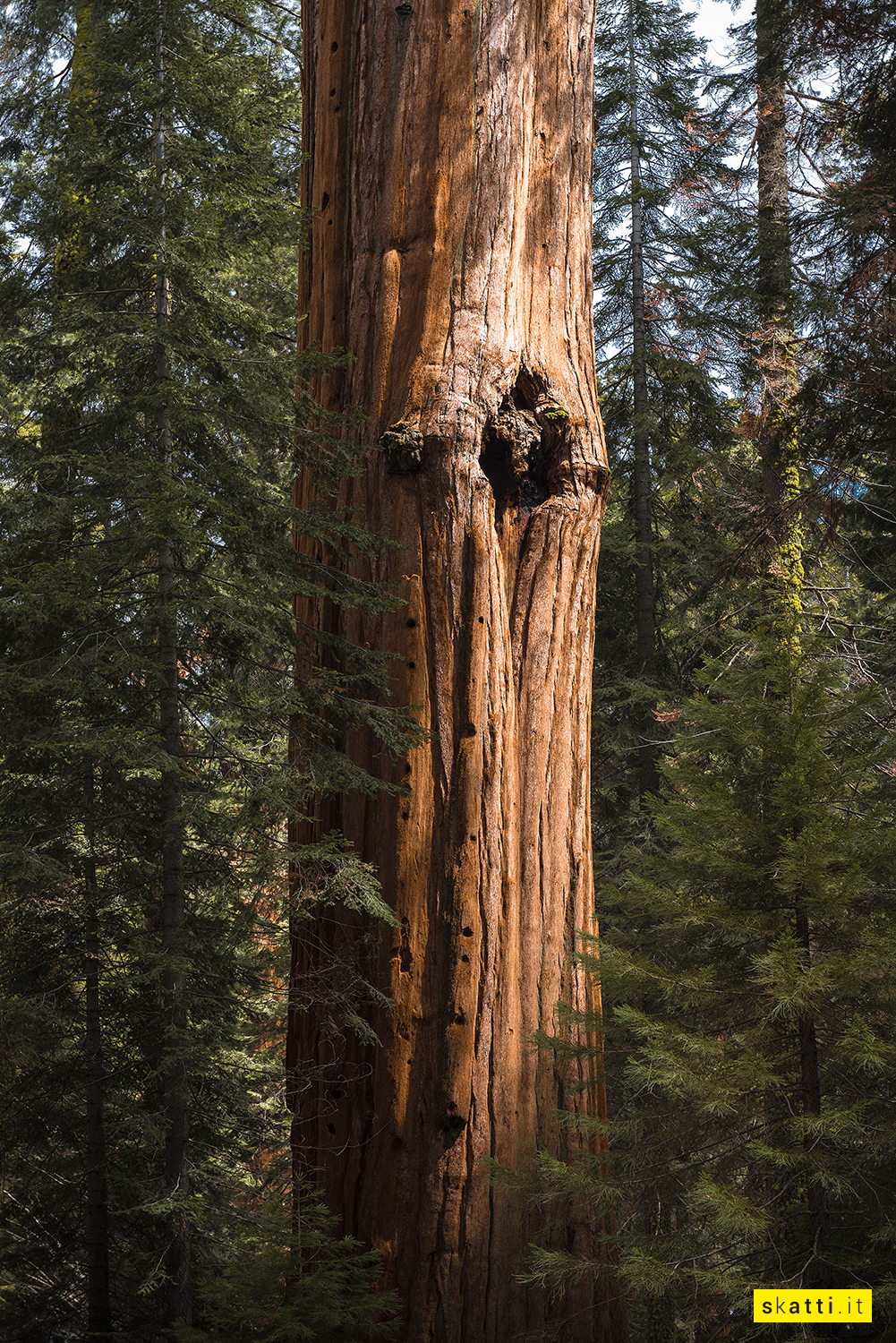 General Sherman - Giant Forest in the National Park