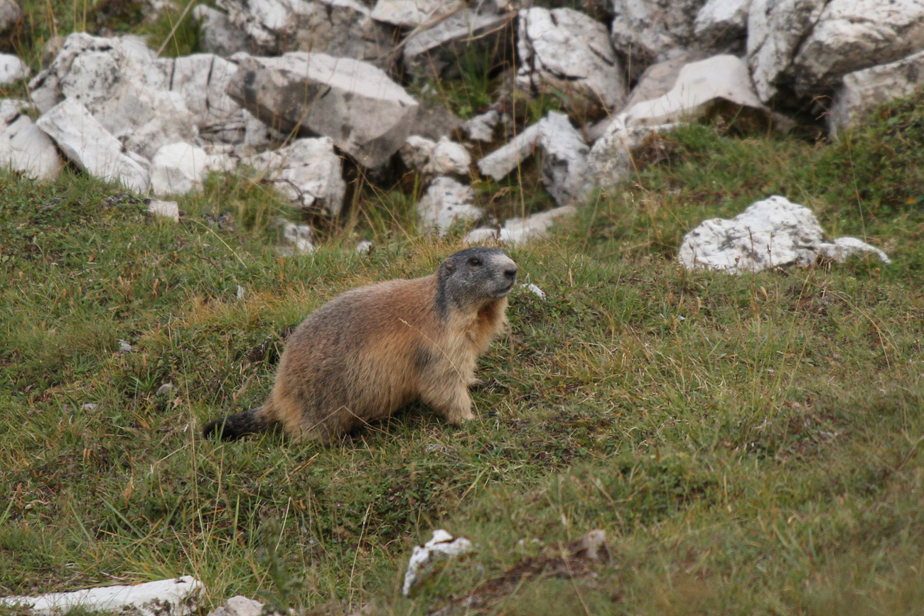 marmotta