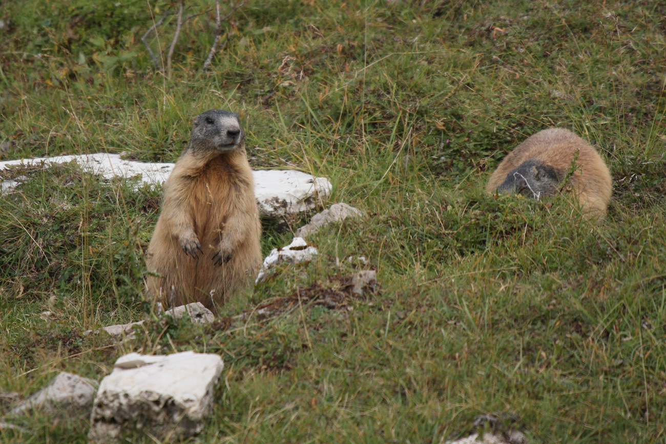 Marmotta