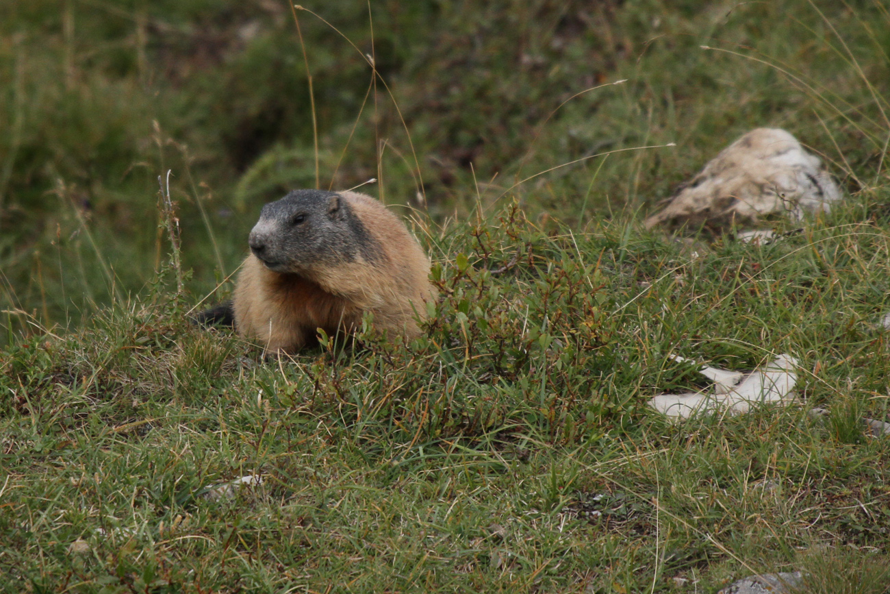 Marmotta