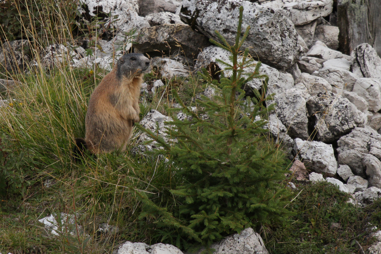Marmotta