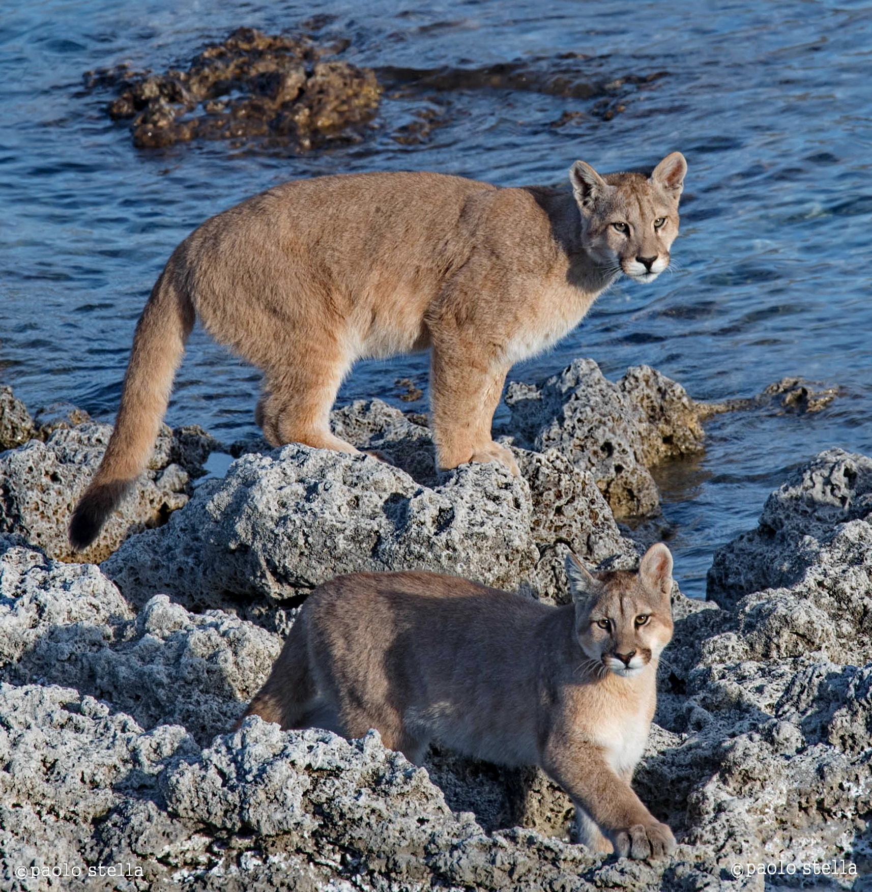 cats on the lake shore