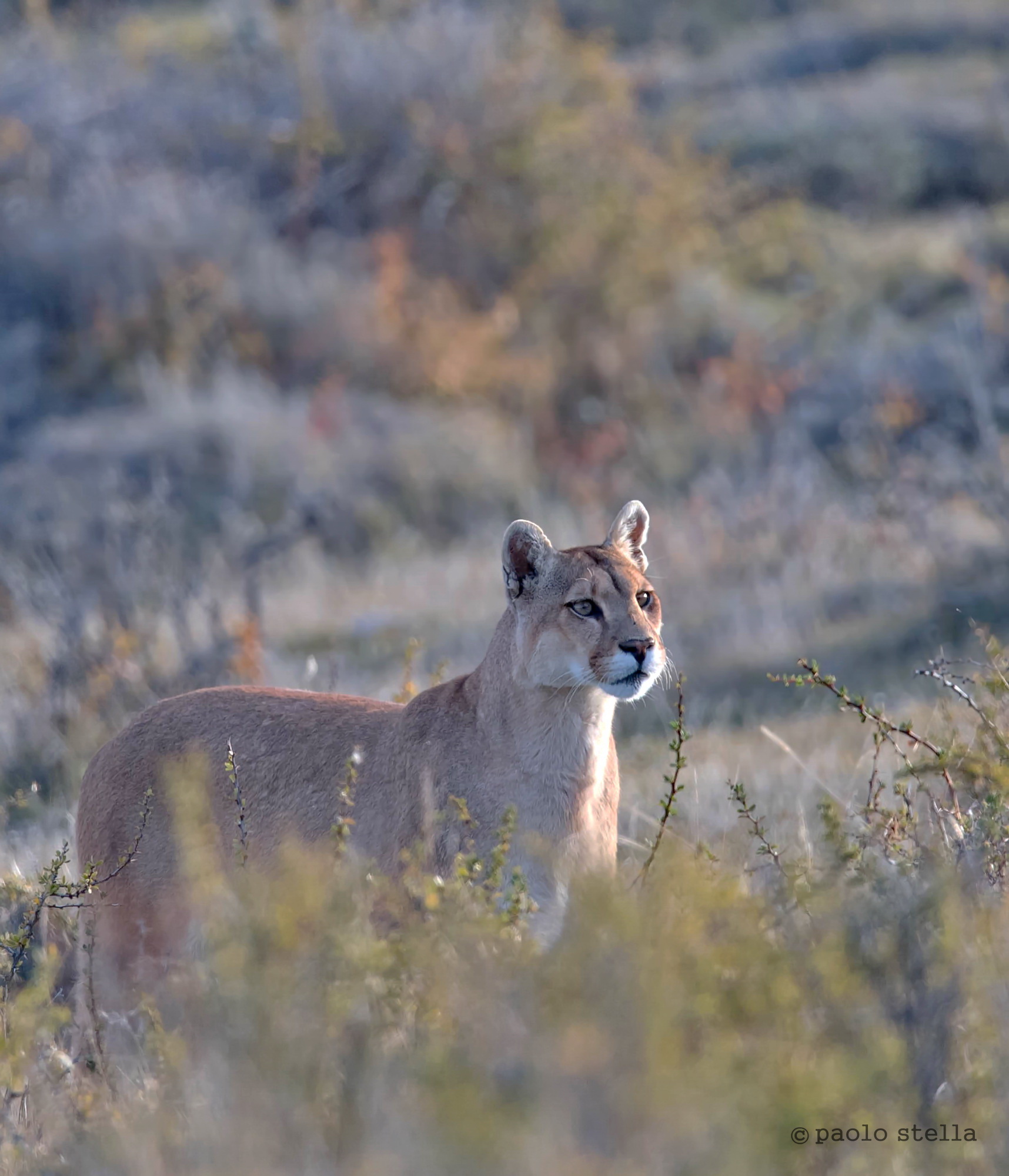 puma nel bush