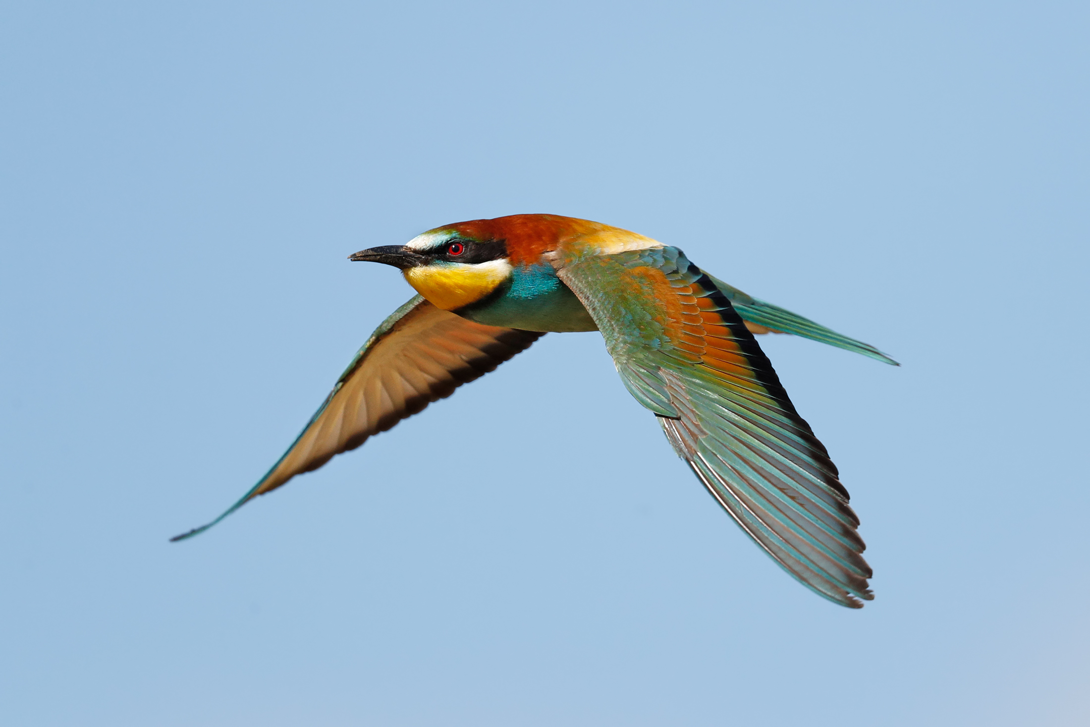 I colori del gruccione