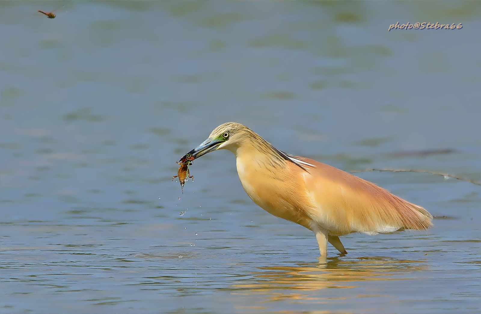Sgarza con grillotalpa