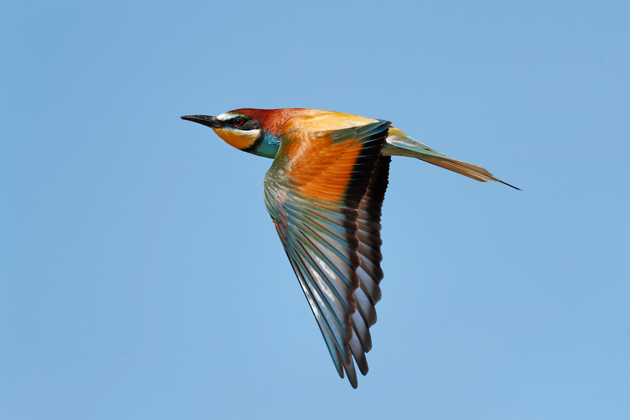 Le grandi ali del gruccione