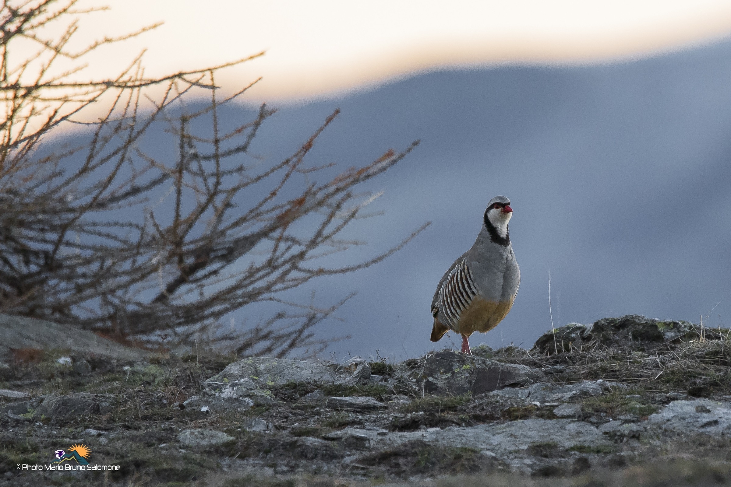 Coturnice at the first lights.