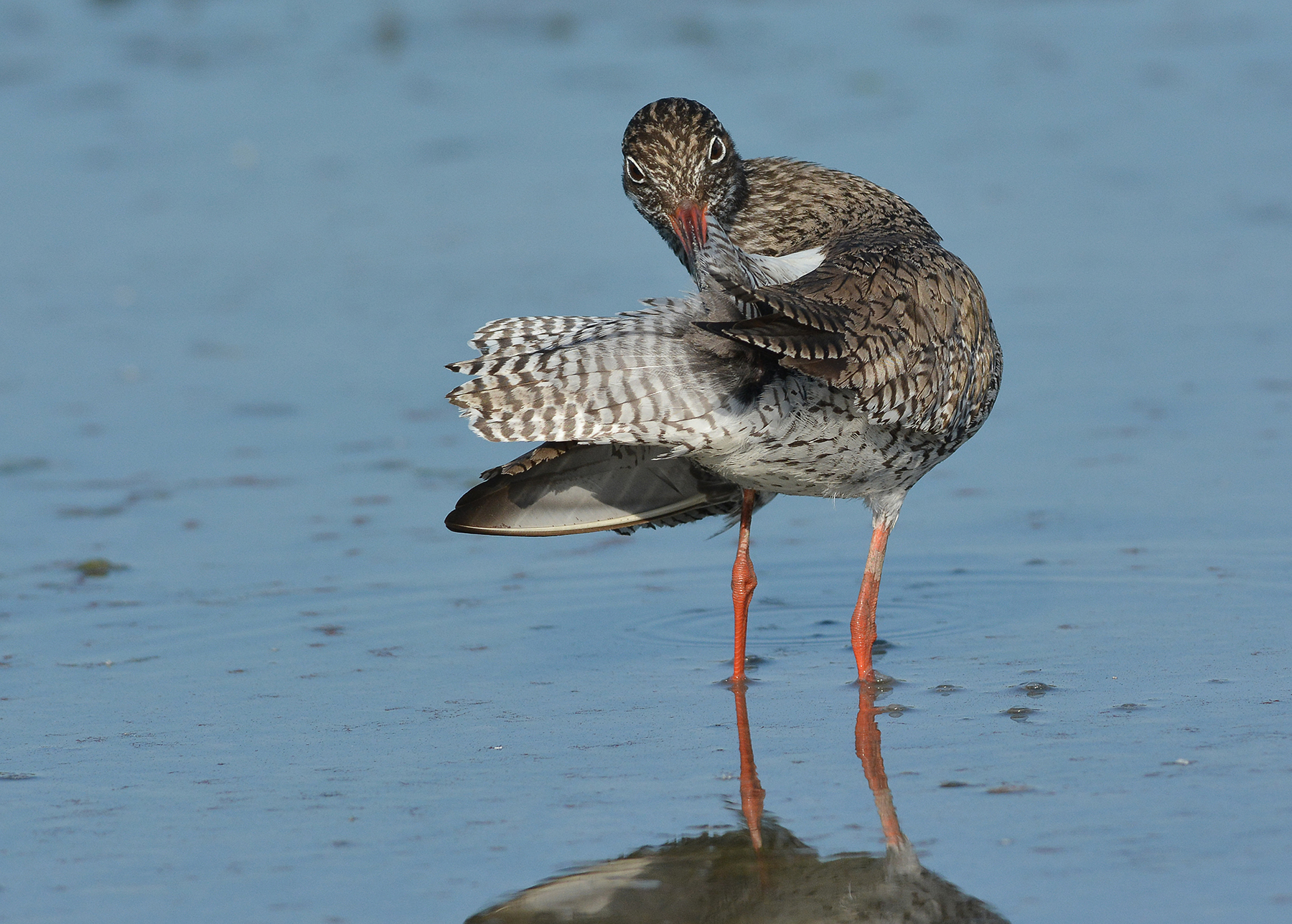 Gossip in the afternoon