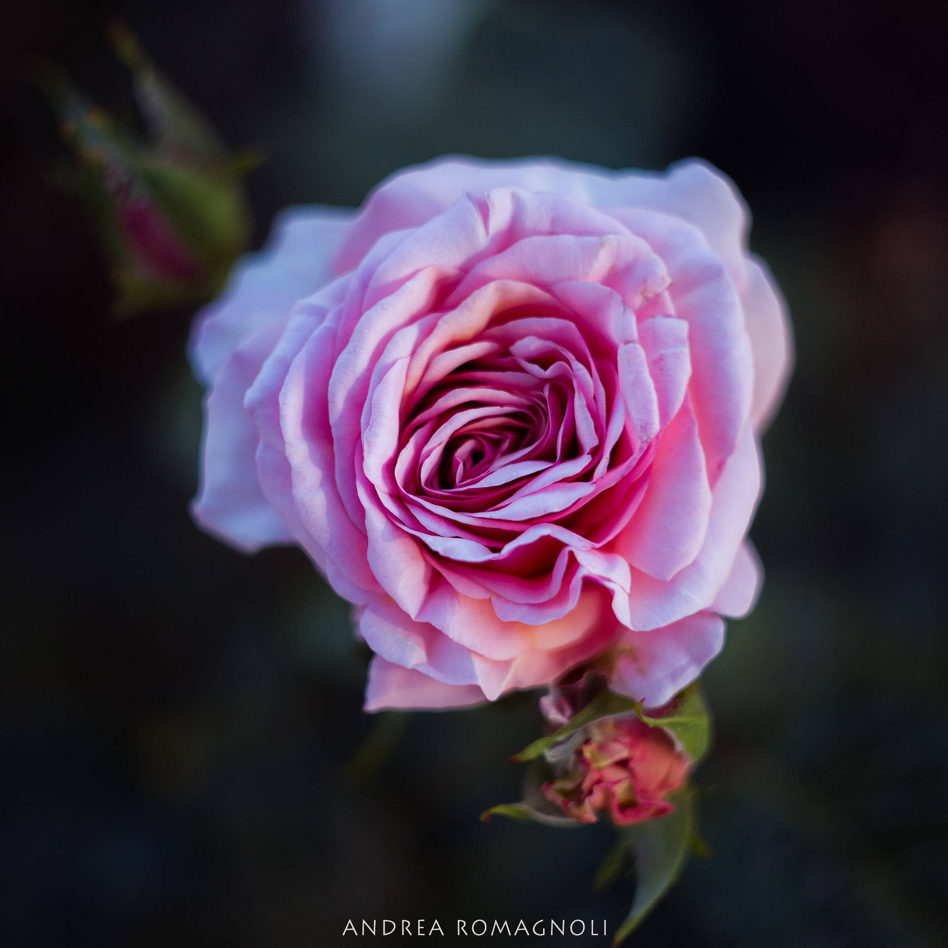 Roseto of the City of Rome