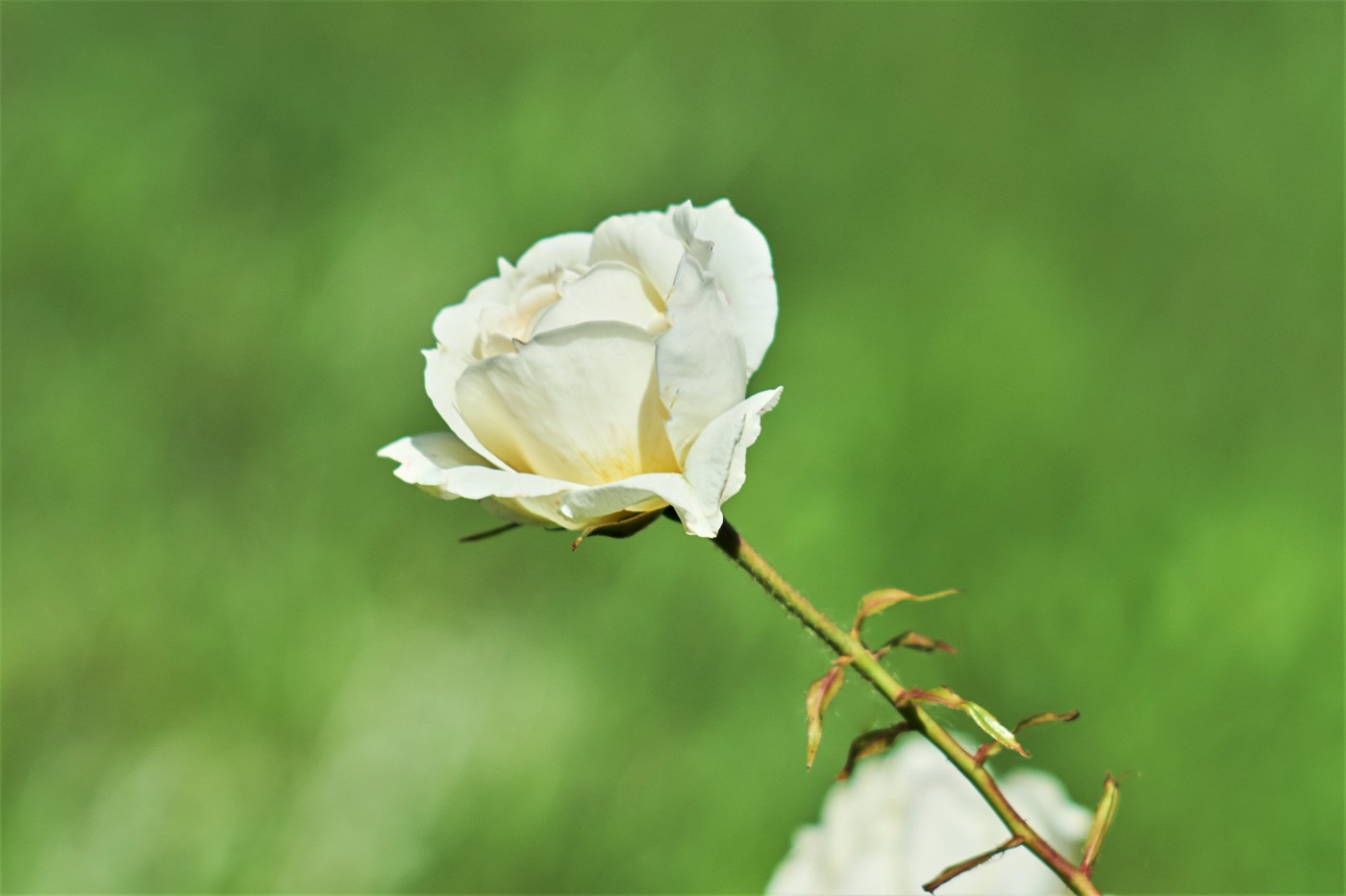 White rose 2