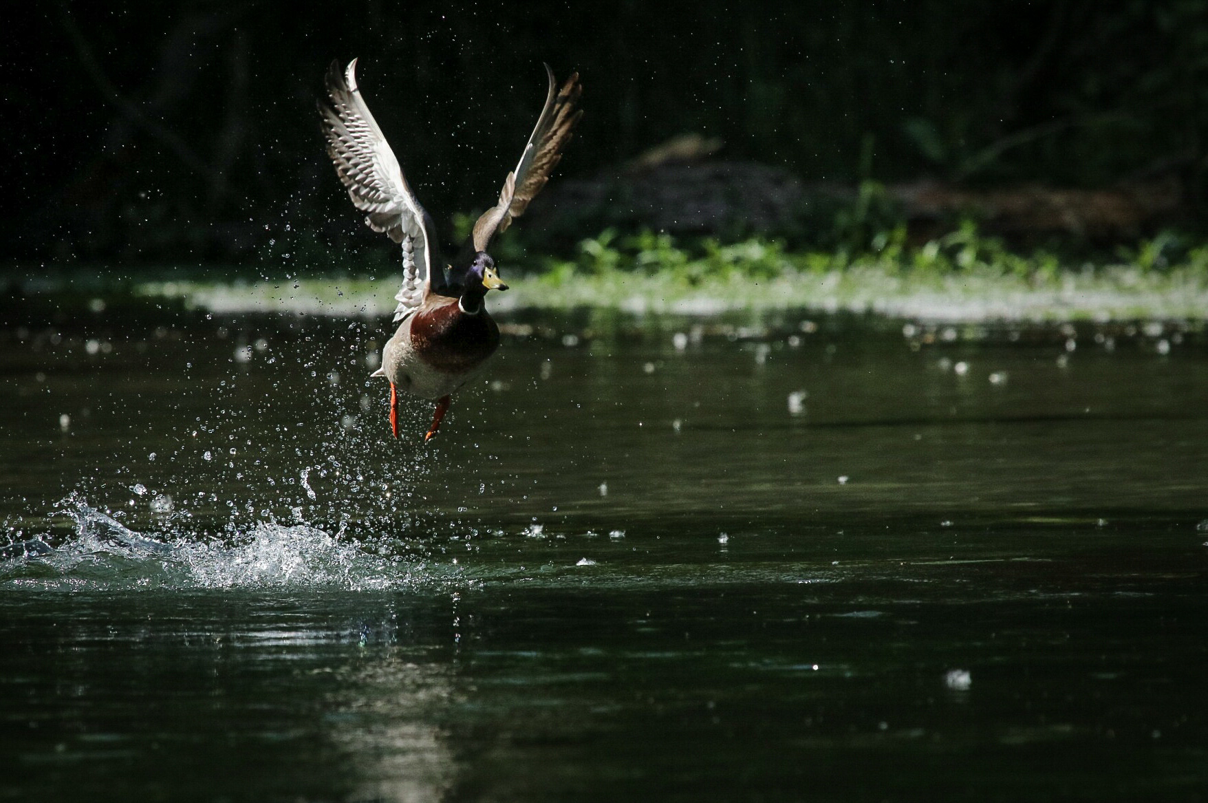 Real Germano at break