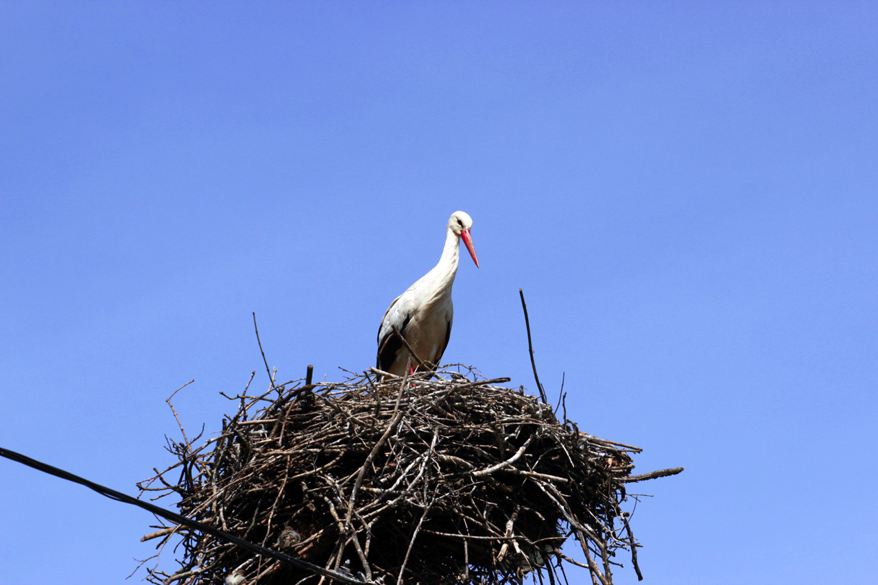 prima di tutto la sicurezza