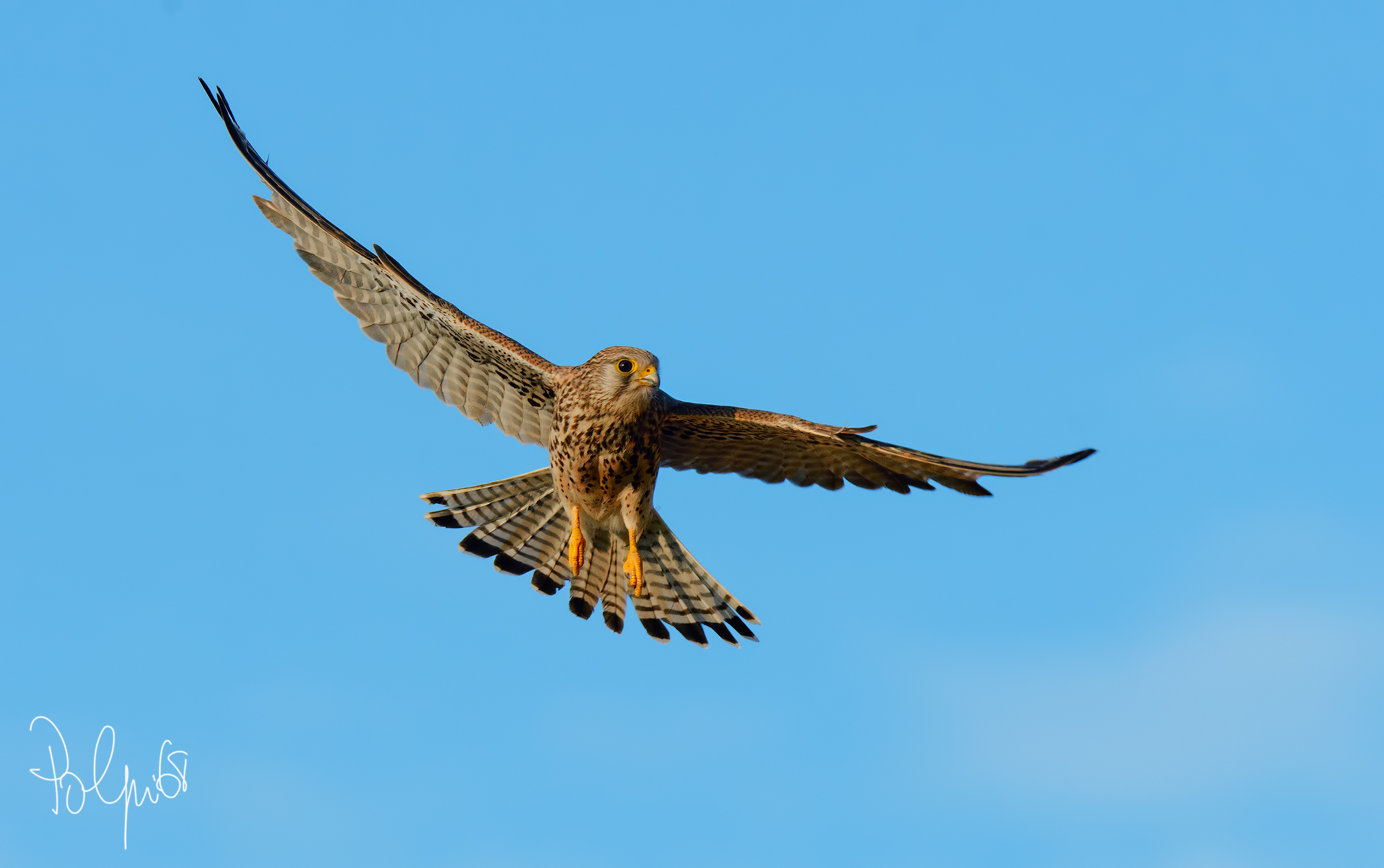 Female kestrel