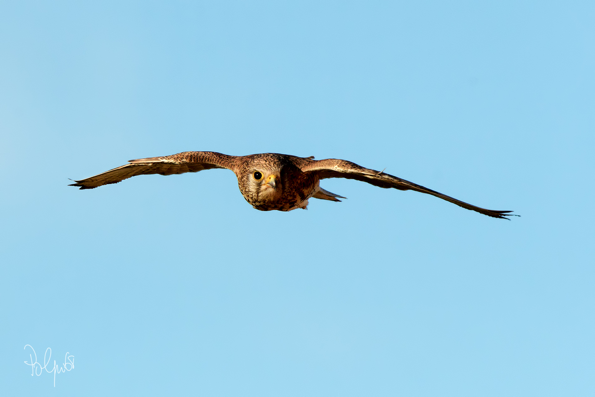 Female kestrel