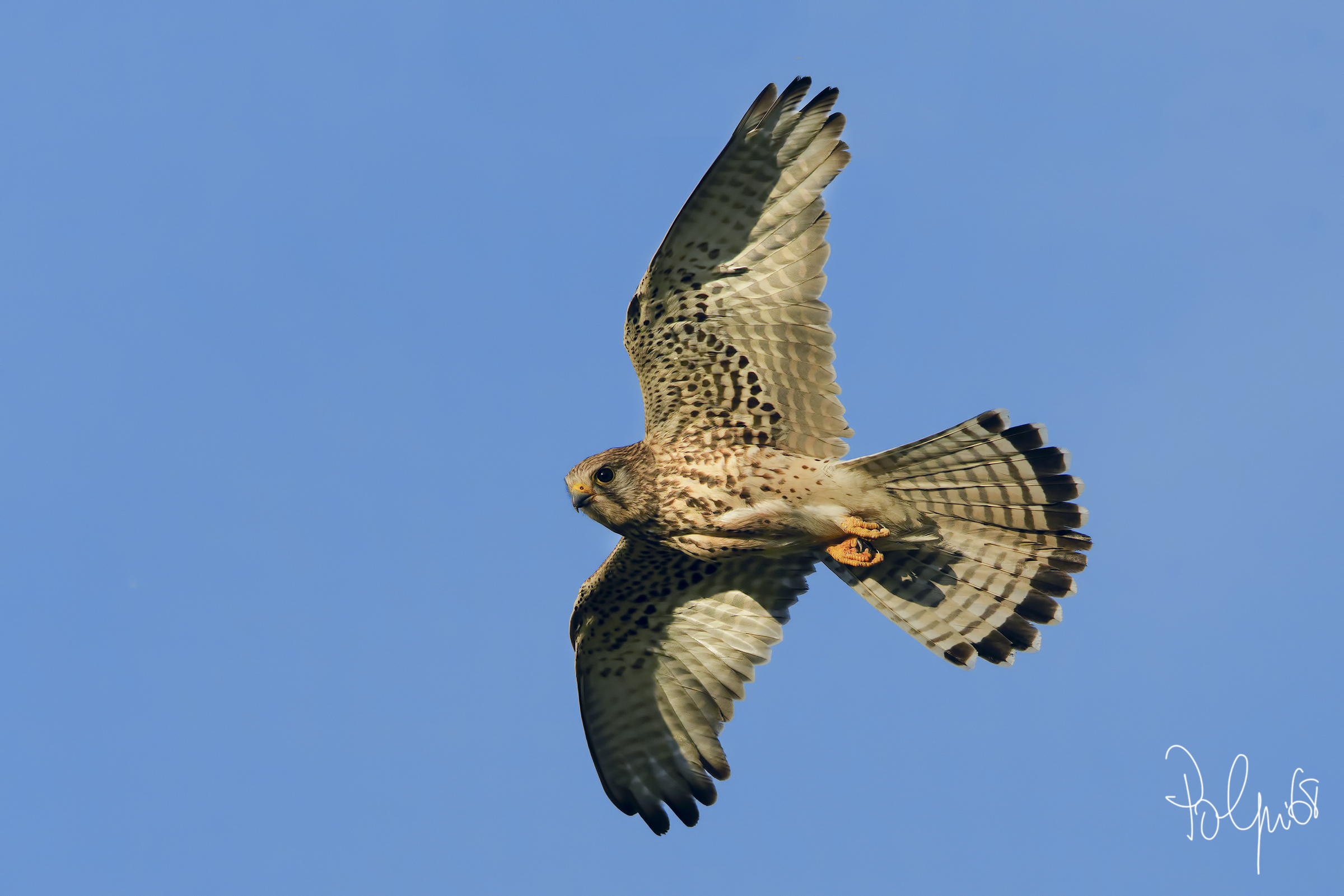 Female kestrel