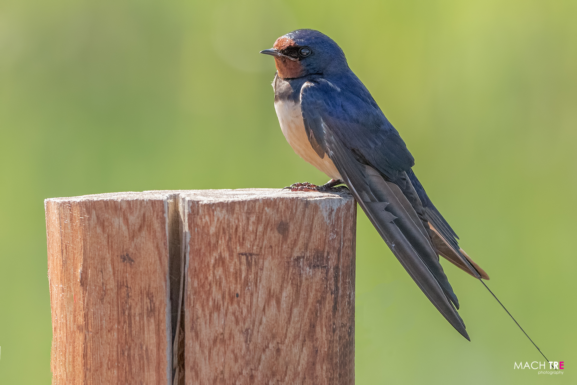 Rondine (Hirundo rustica)