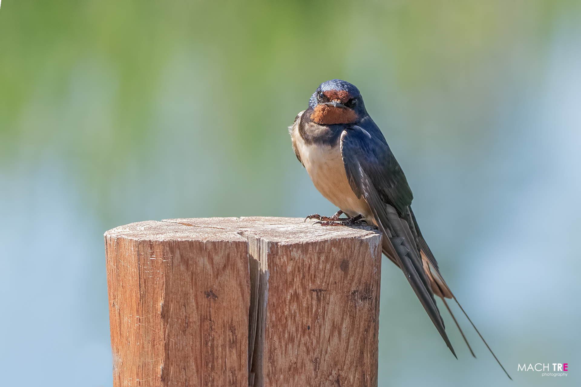 Rondine (Hirundo rustica)