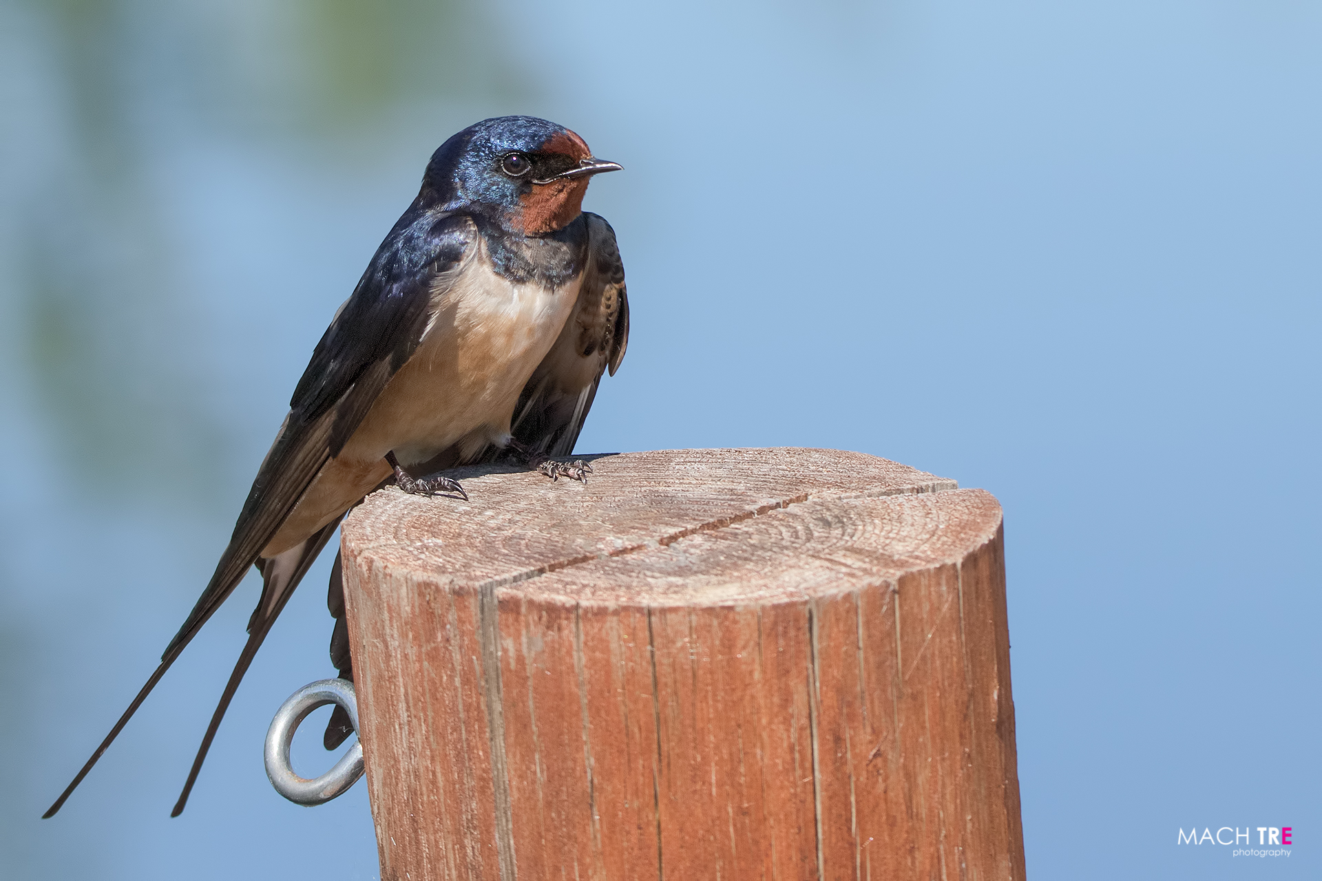 Rondine (Hirundo rustica)