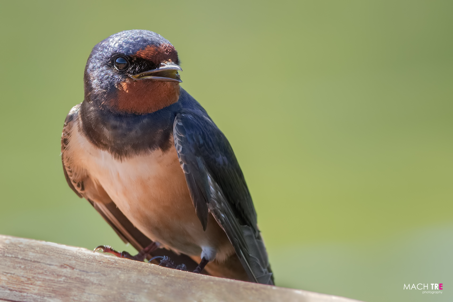 Rondine (Hirundo rustica)