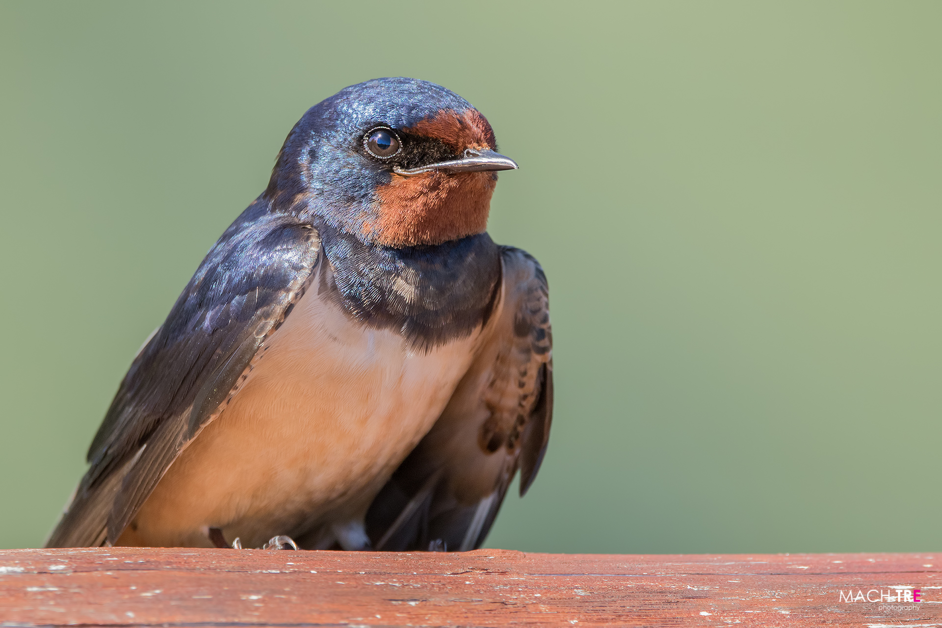 Rondine (Hirundo rustica)