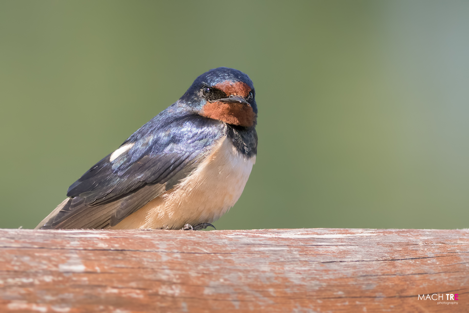 Rondine (Hirundo rustica)