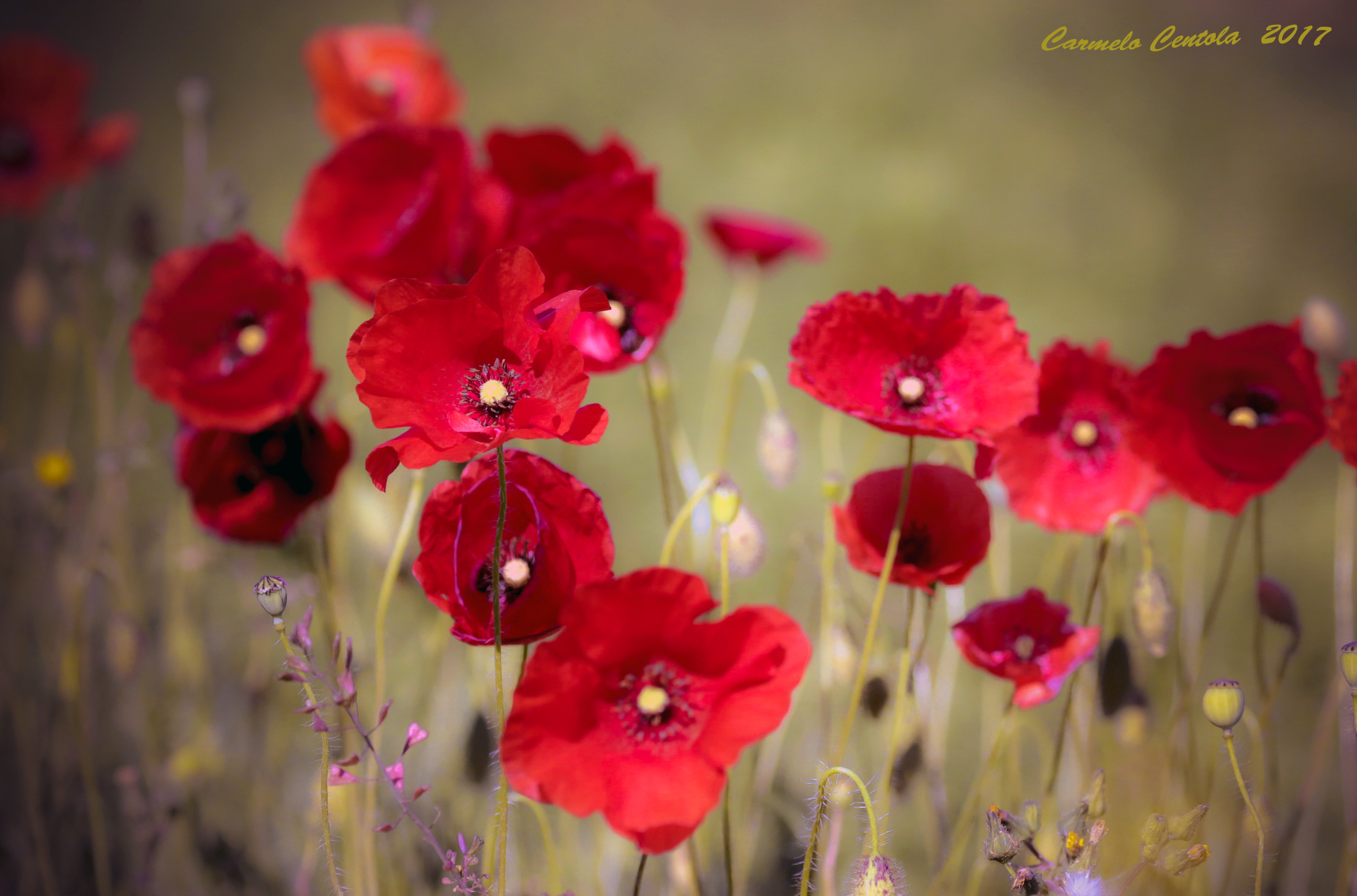 Poppies in the wind