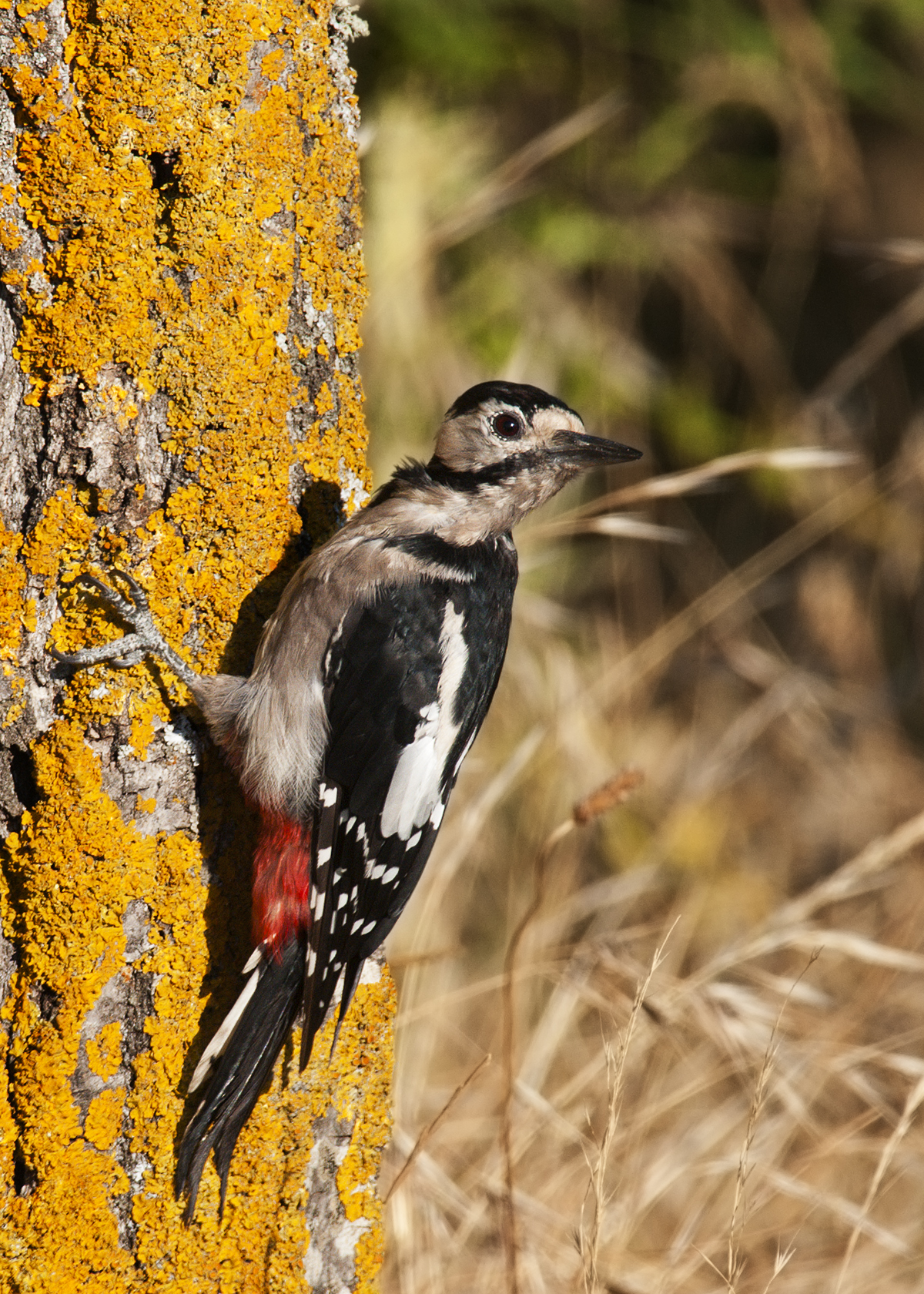 picchio rosso maggiore sardo