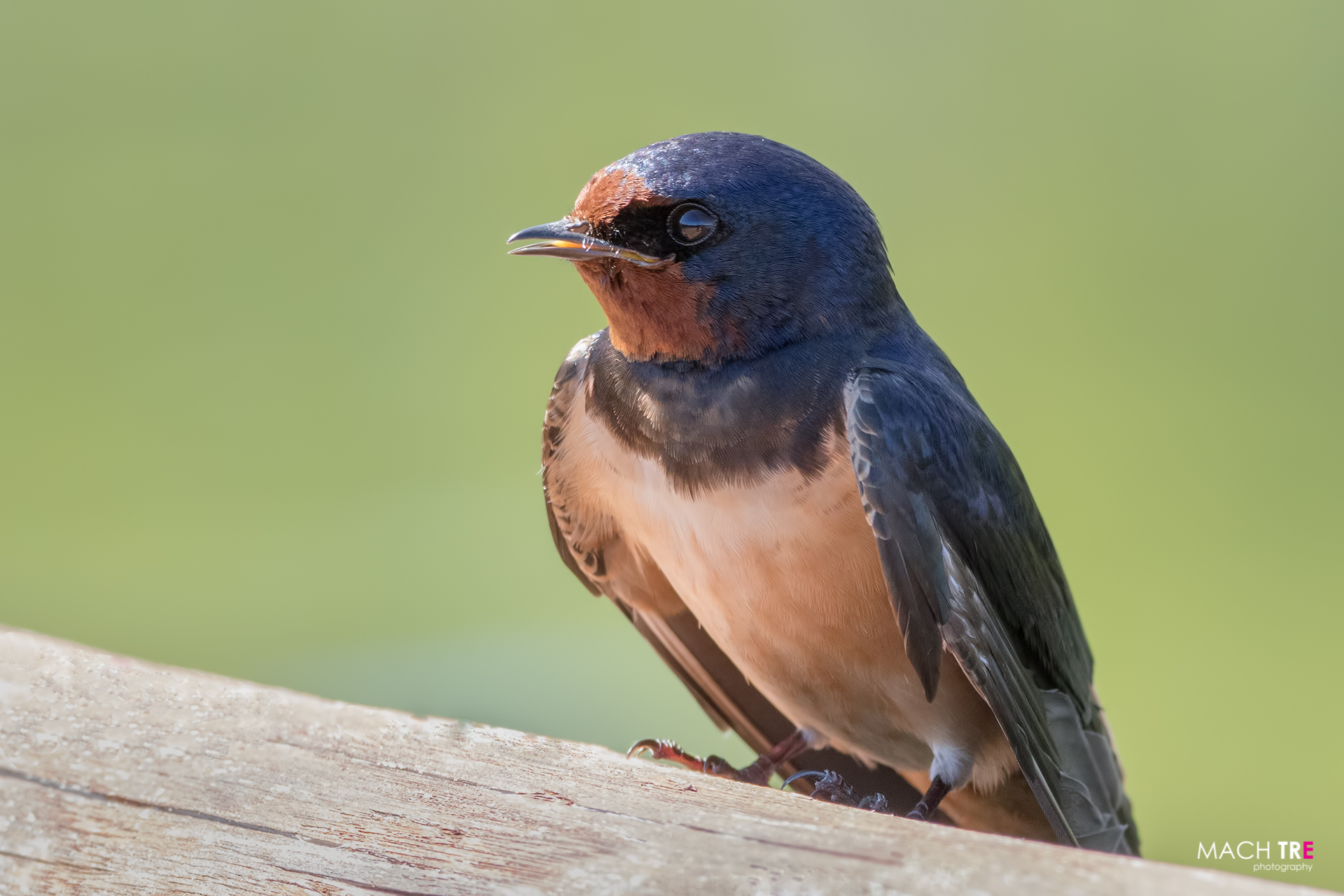 Rondine (Hirundo rustica)