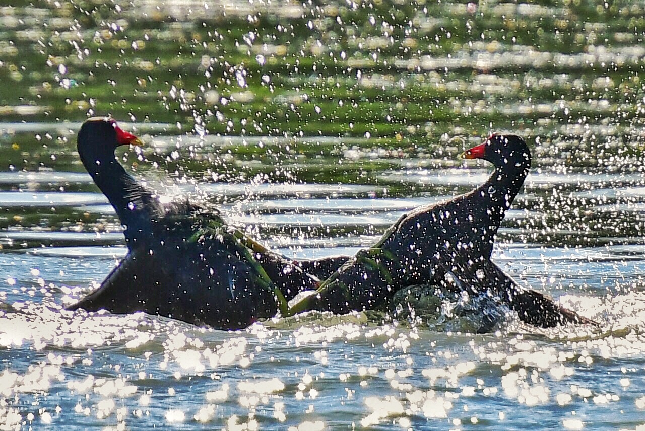 Please do not quarrel!