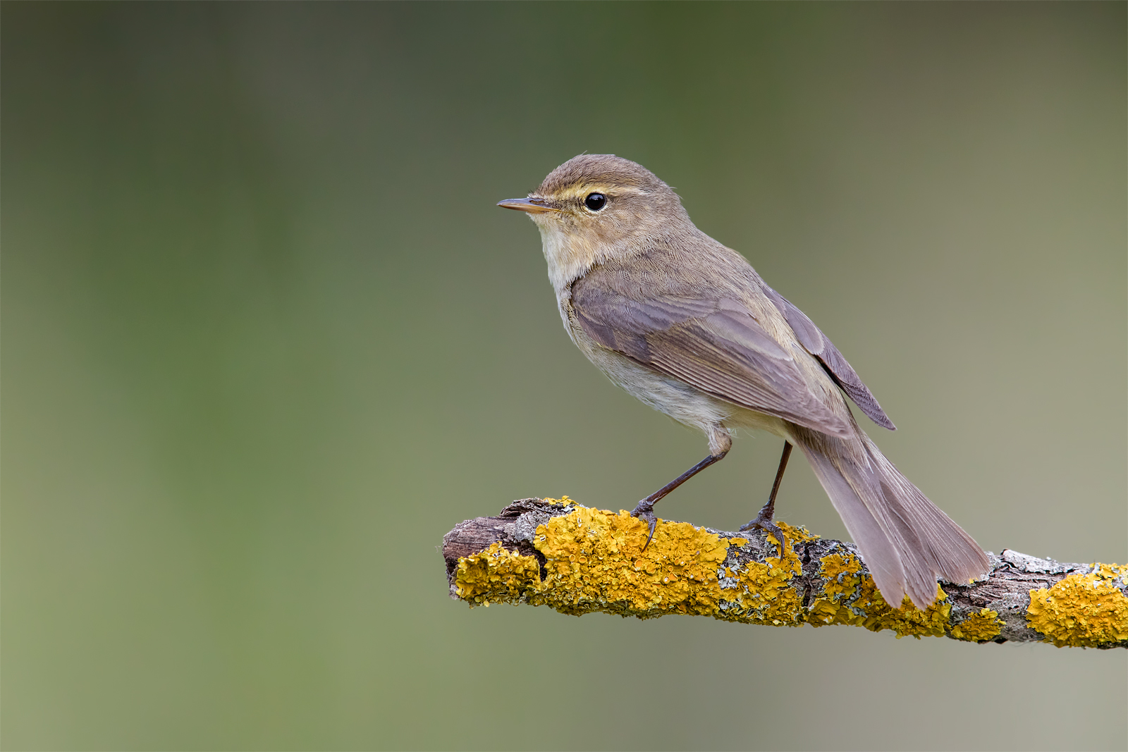 Common chiffchaff