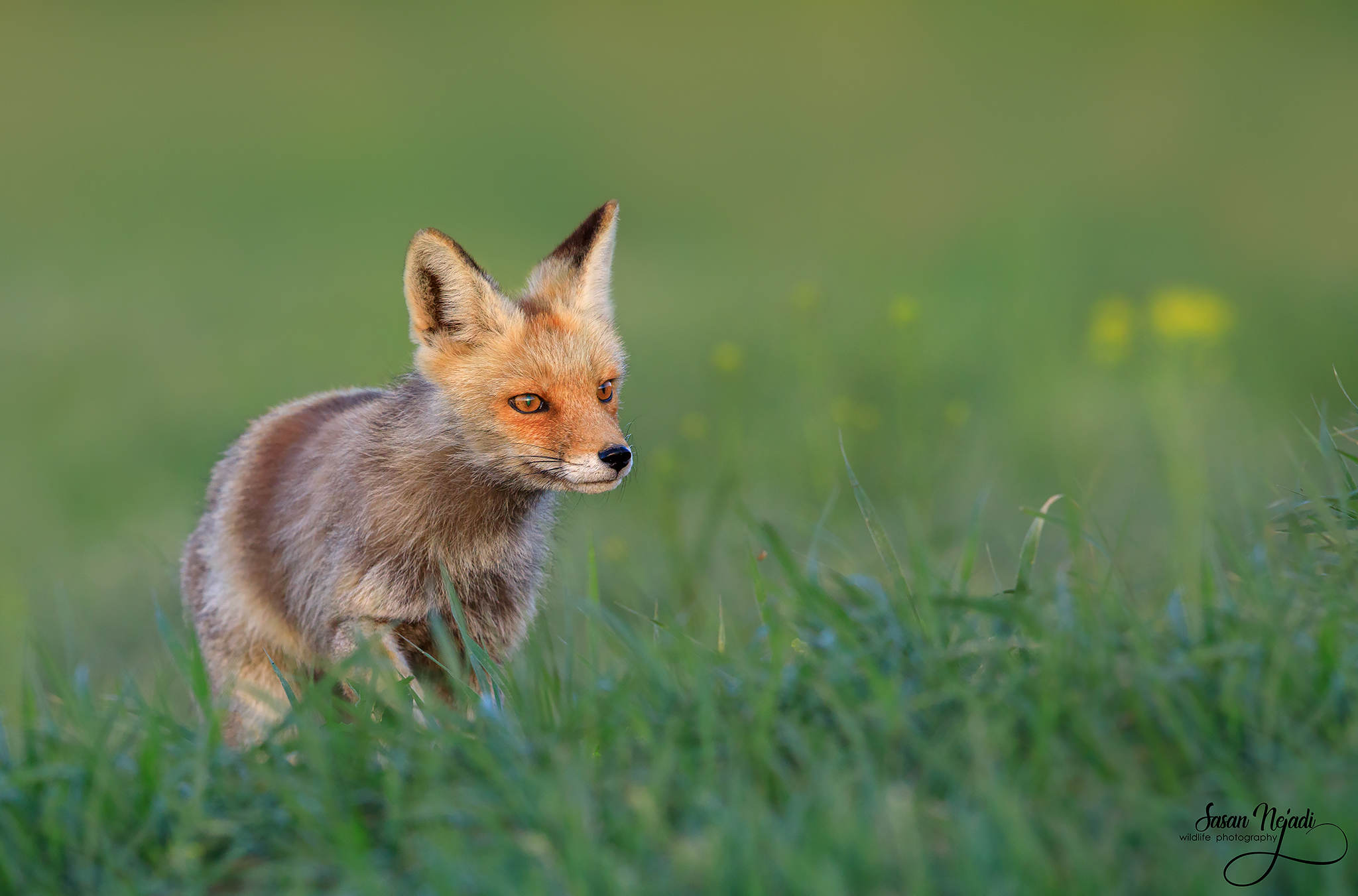 Red fox