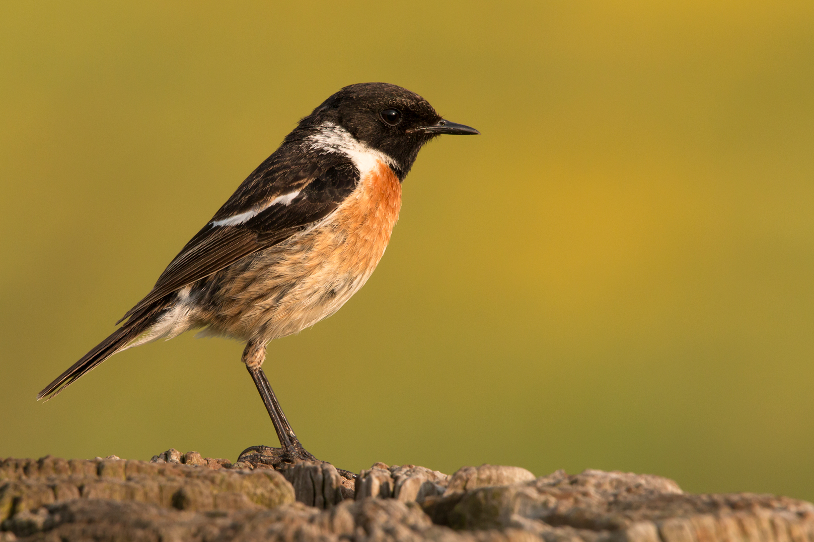 Pietra greca europea