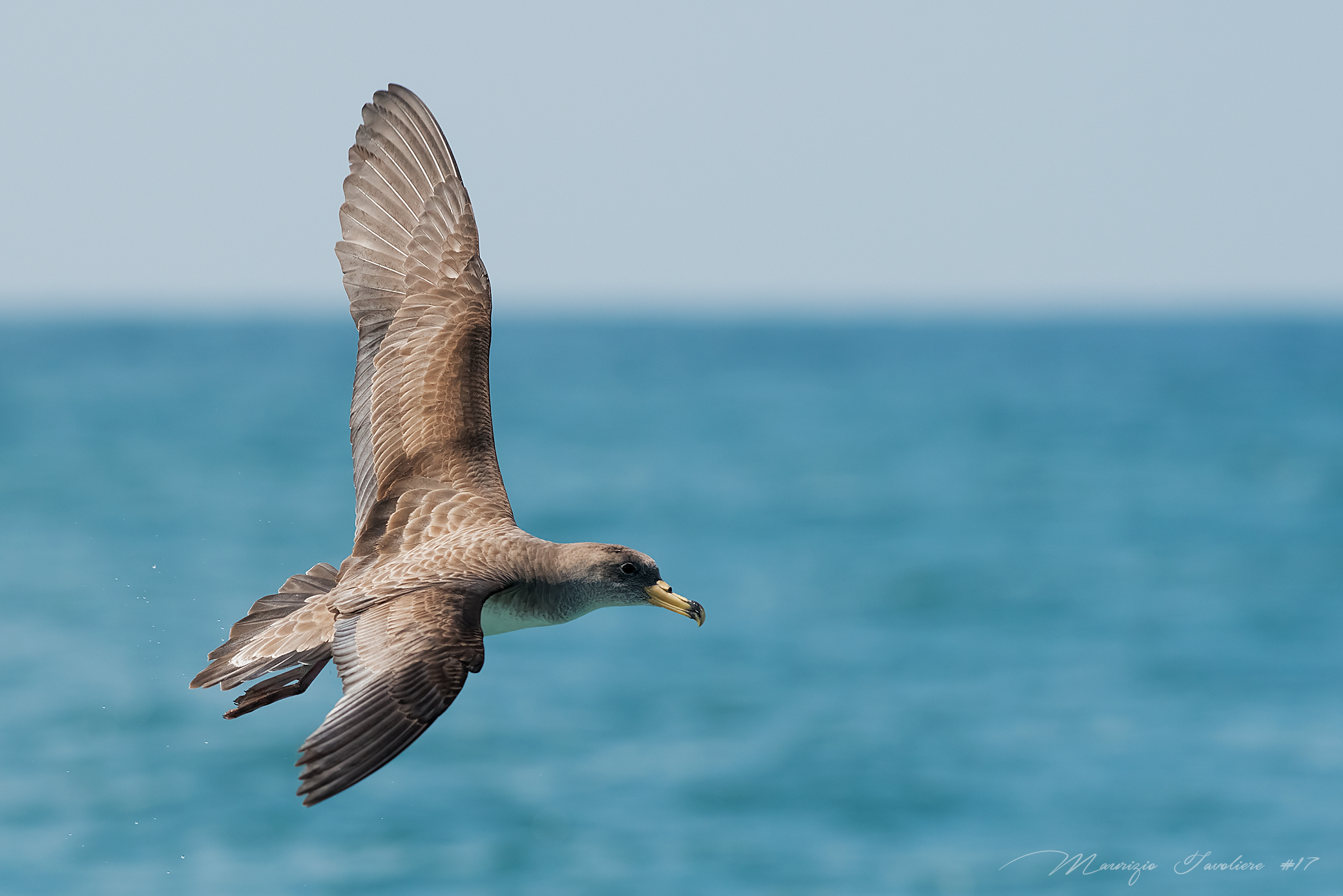 Berta maggiore in caccia ..