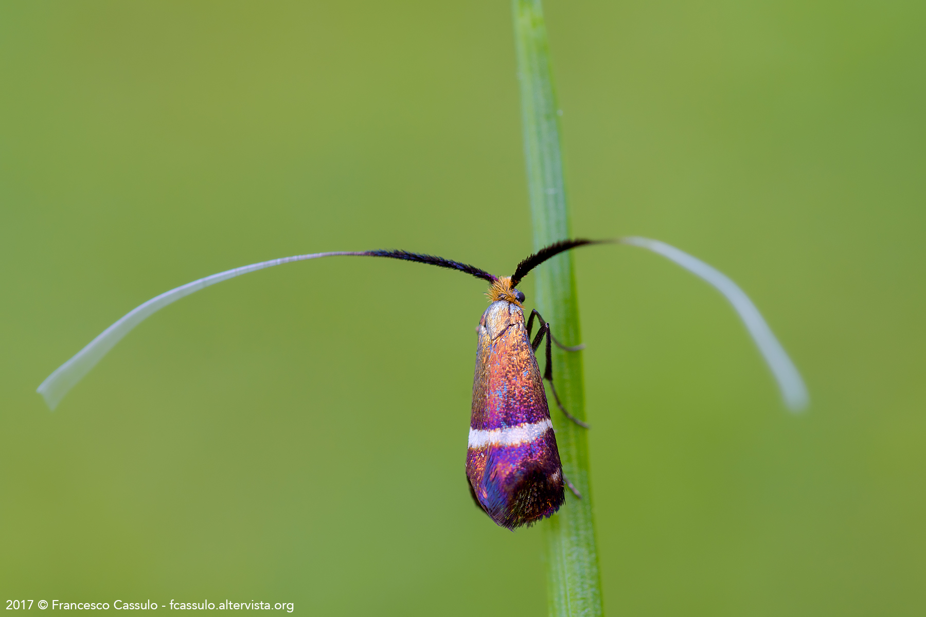 Adela australis (Heydenreich, 1851)