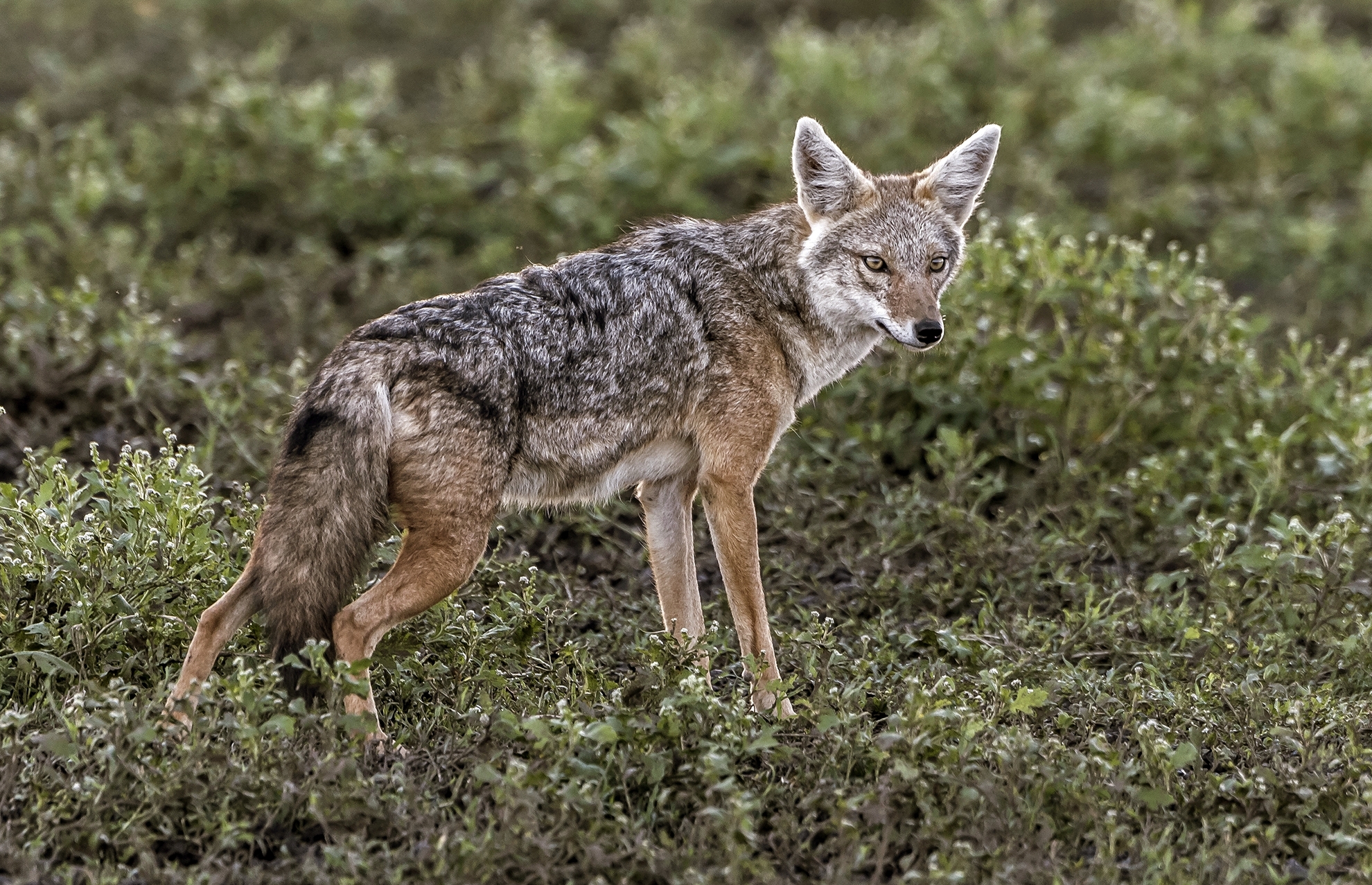 Tanzania 2017 - Alle prime luci