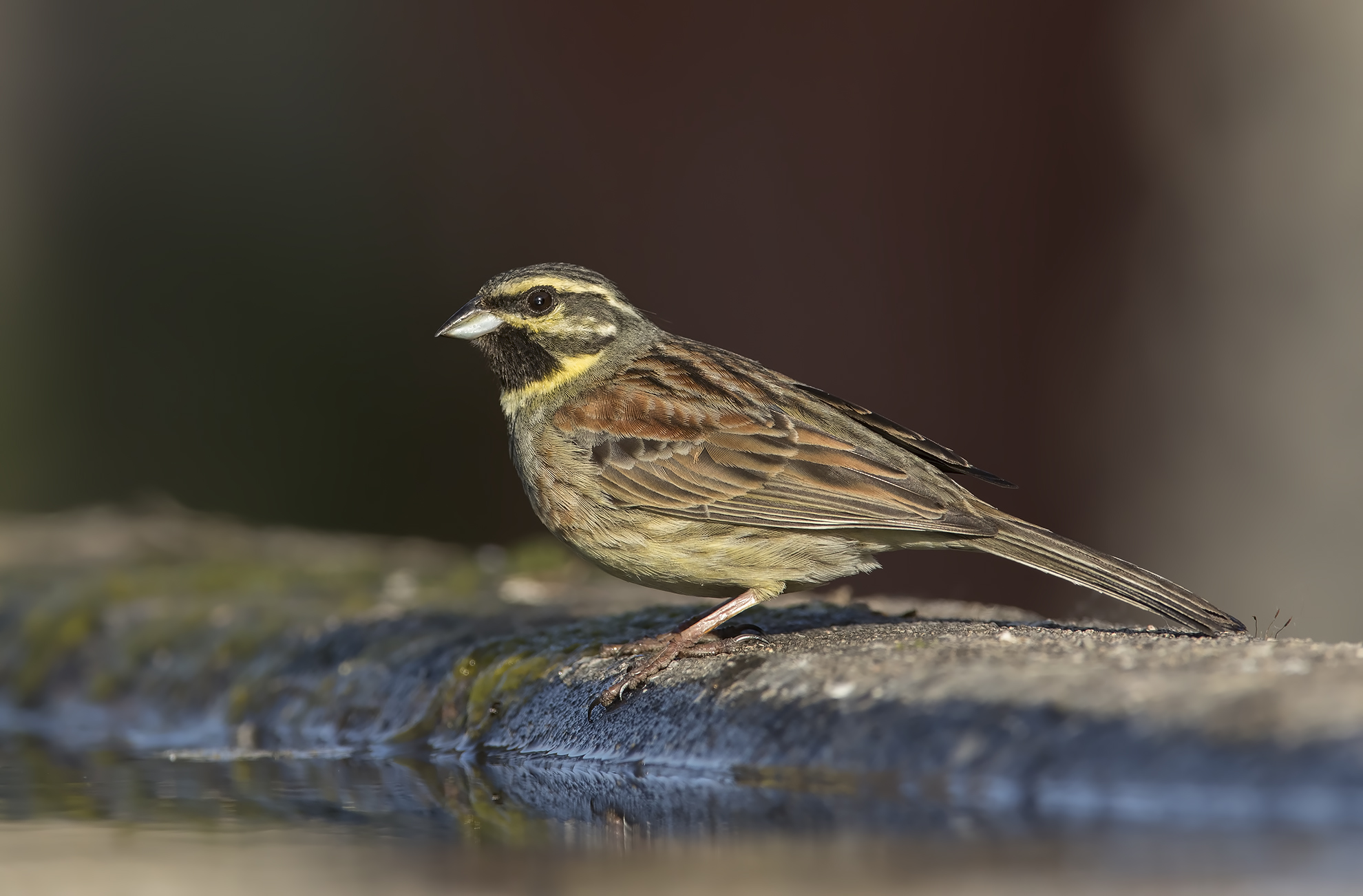 zigolo nero (emberiza cirlus)