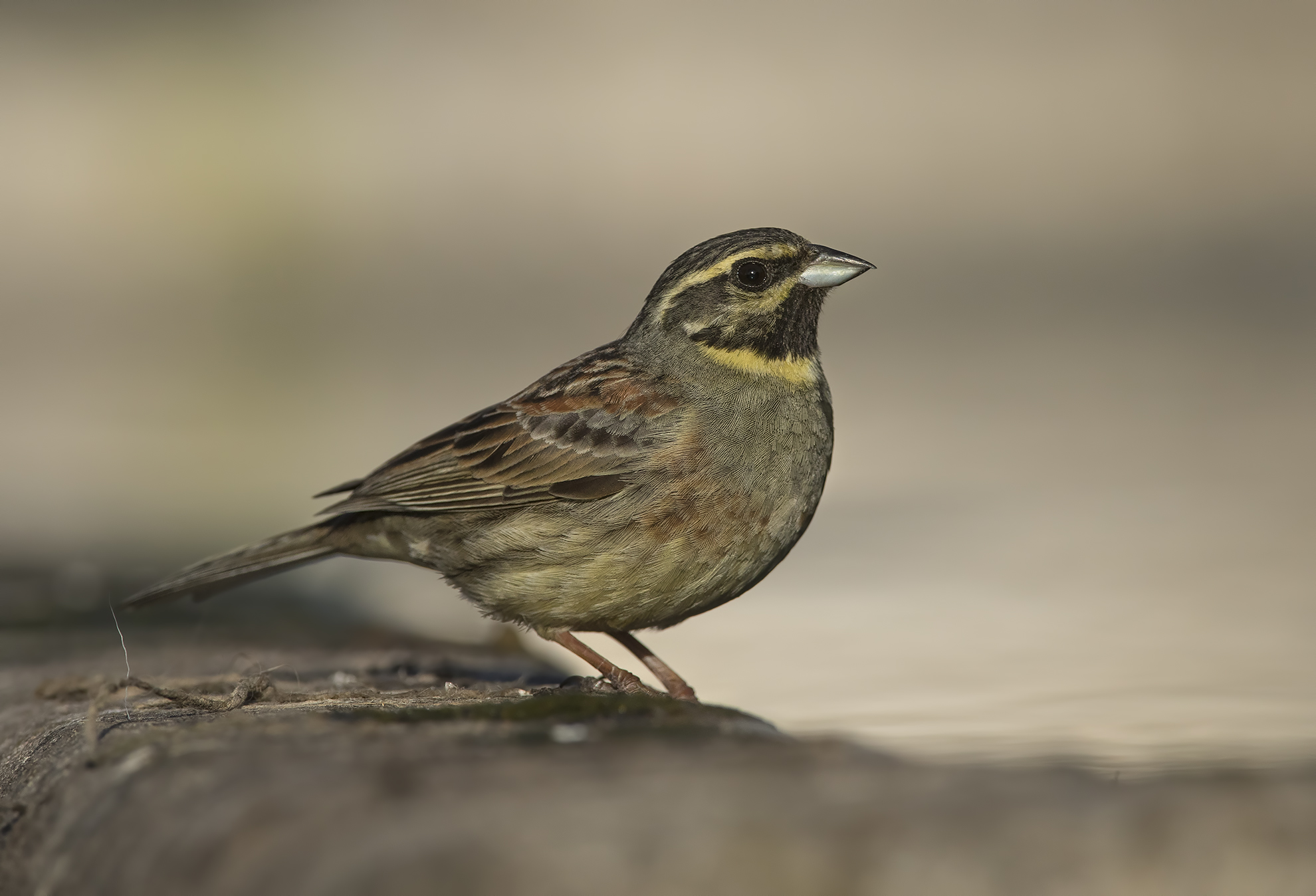 zigolo nero (emberiza cirlus)