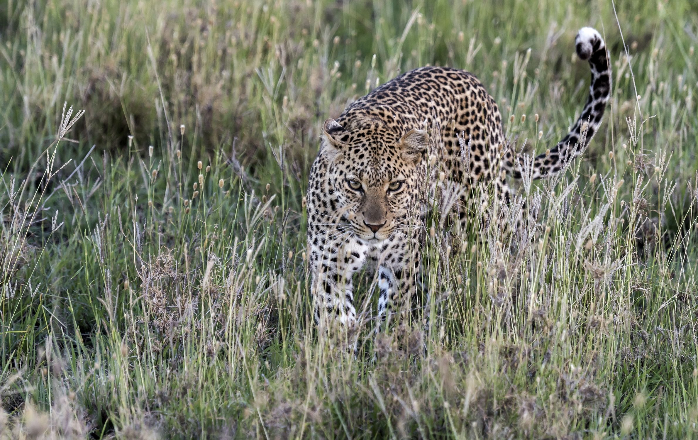 Tanzania 2017 - Predator