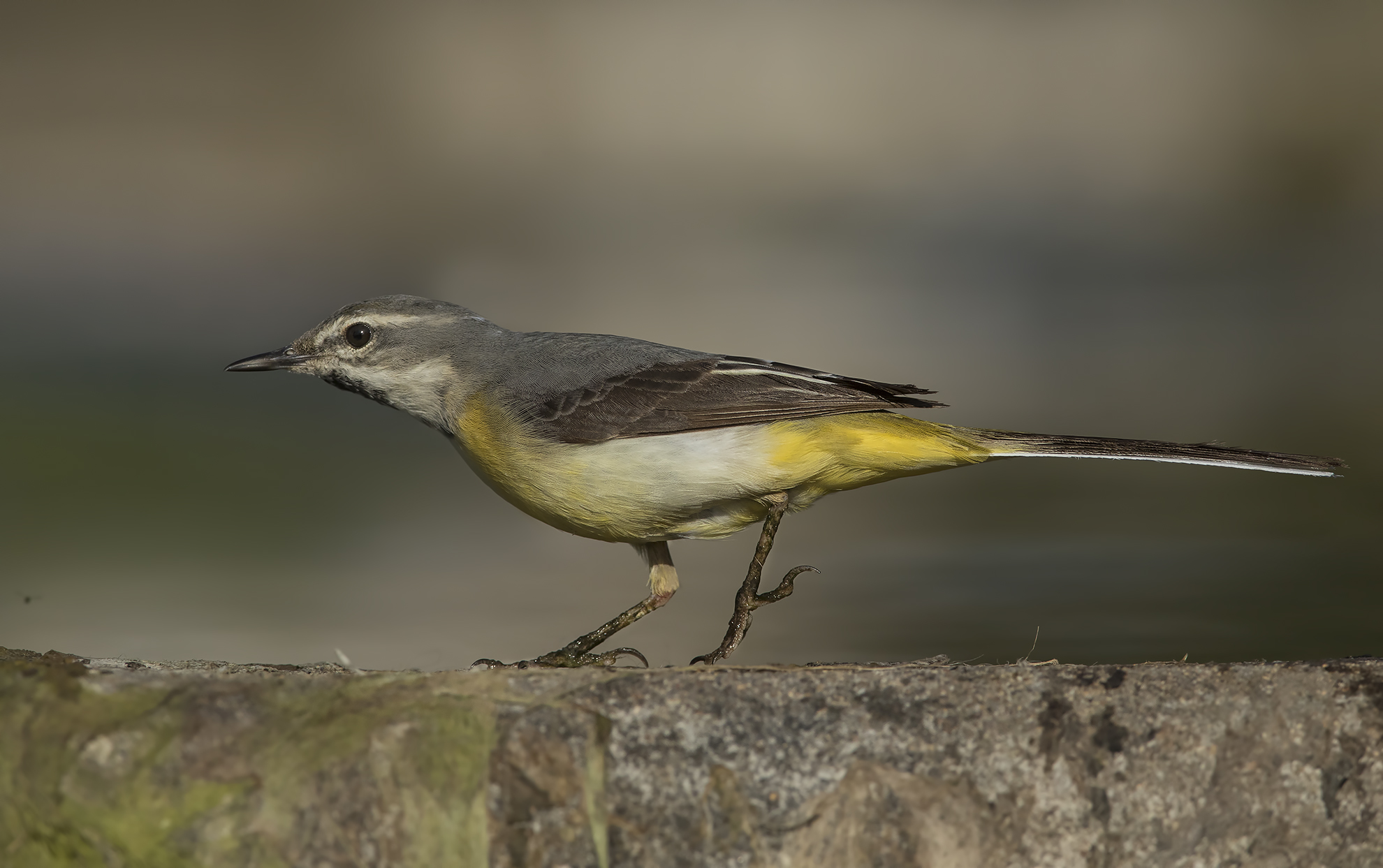 ballerina gialla (motacilla cinerea).... sprint